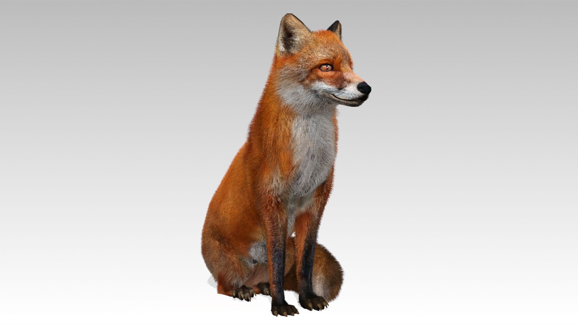 Red Fox Animated Low-poly 3D model_6