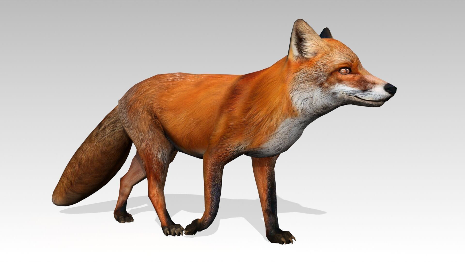 Red Fox Animated Low-poly 3D model_16