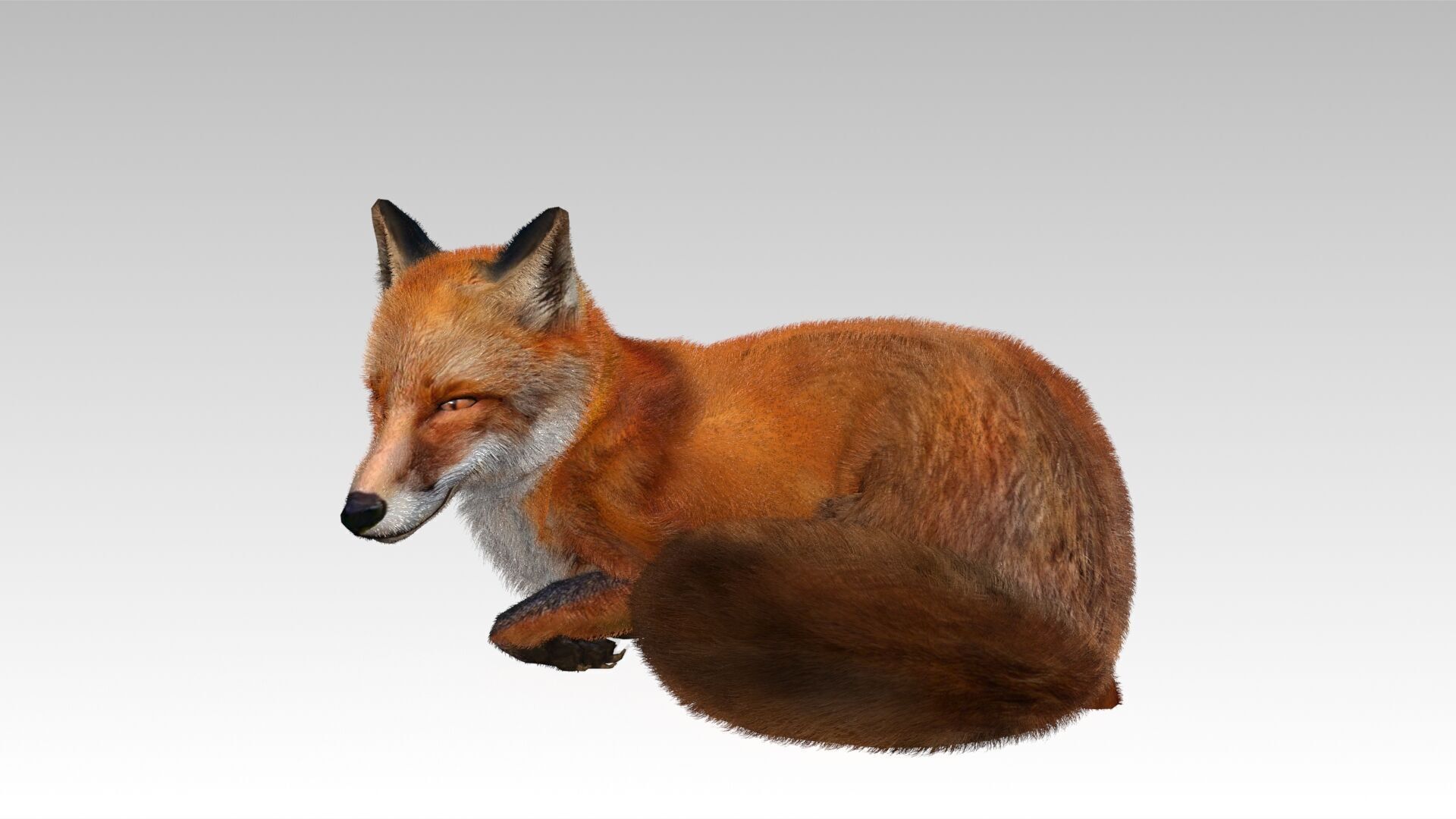 Red Fox Animated Low-poly 3D model_4