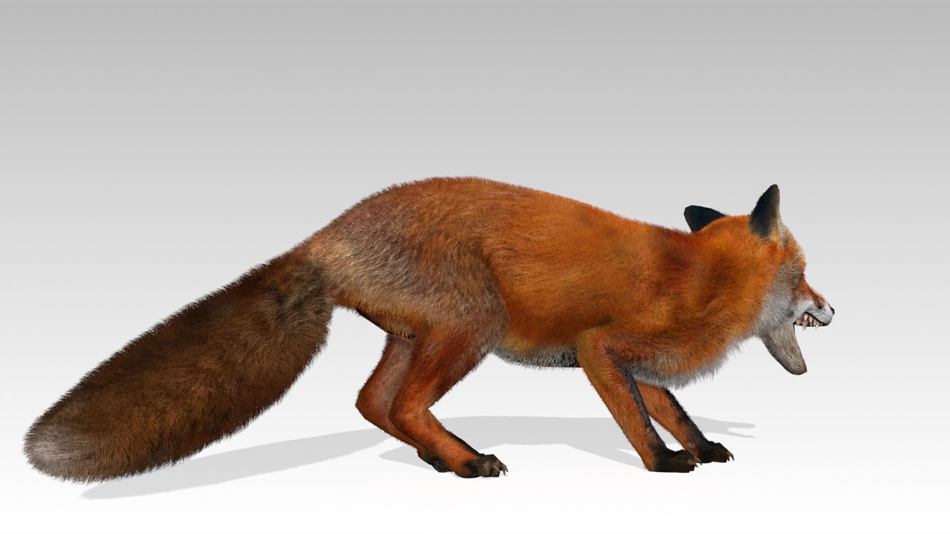 Red Fox Animated Low-poly 3D model_8