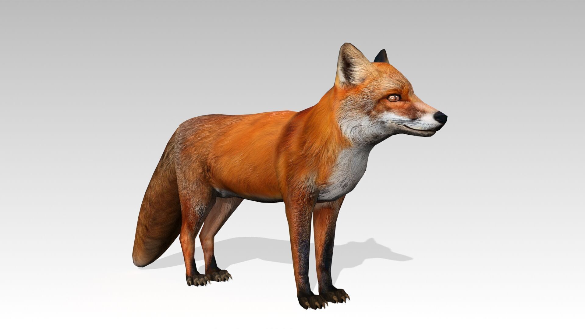 Red Fox Animated Low-poly 3D model_17