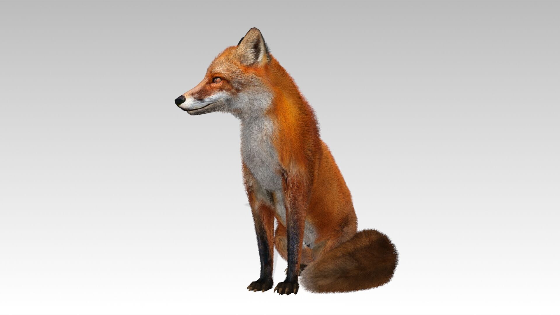 Red Fox Animated Low-poly 3D model_2