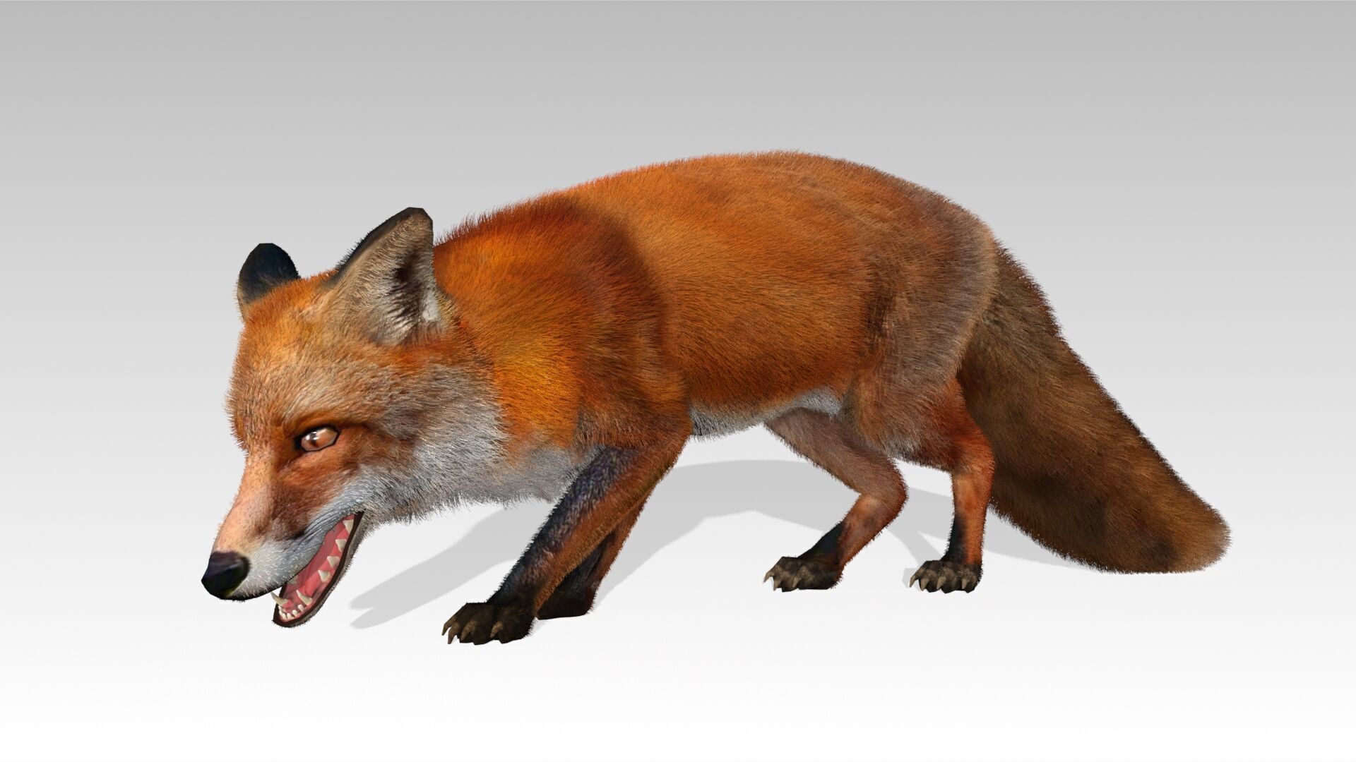 Red Fox Animated Low-poly 3D model_9