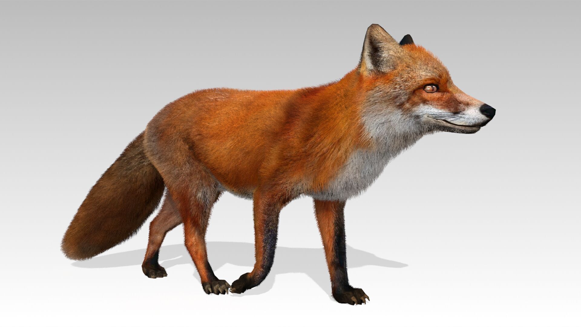 Red Fox Animated Low-poly 3D model_3