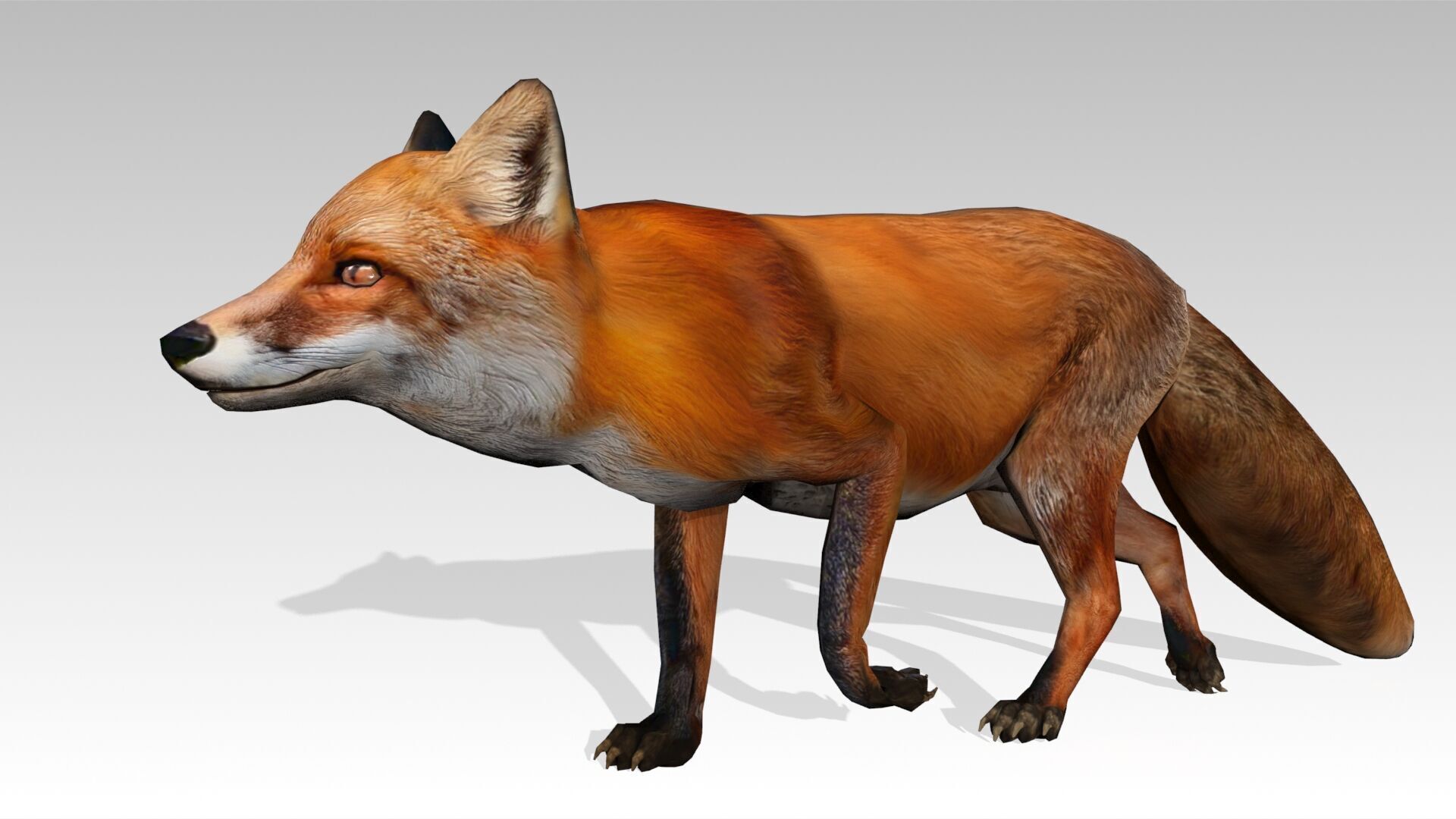 Red Fox Animated Low-poly 3D model_23