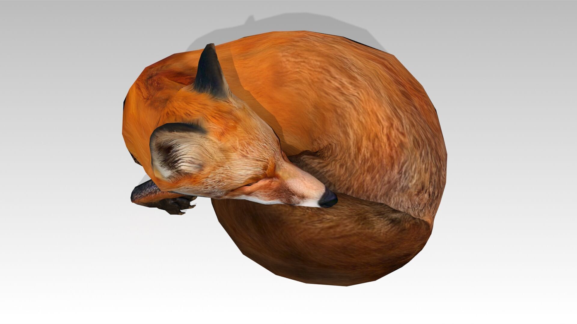 Red Fox Animated Low-poly 3D model_20