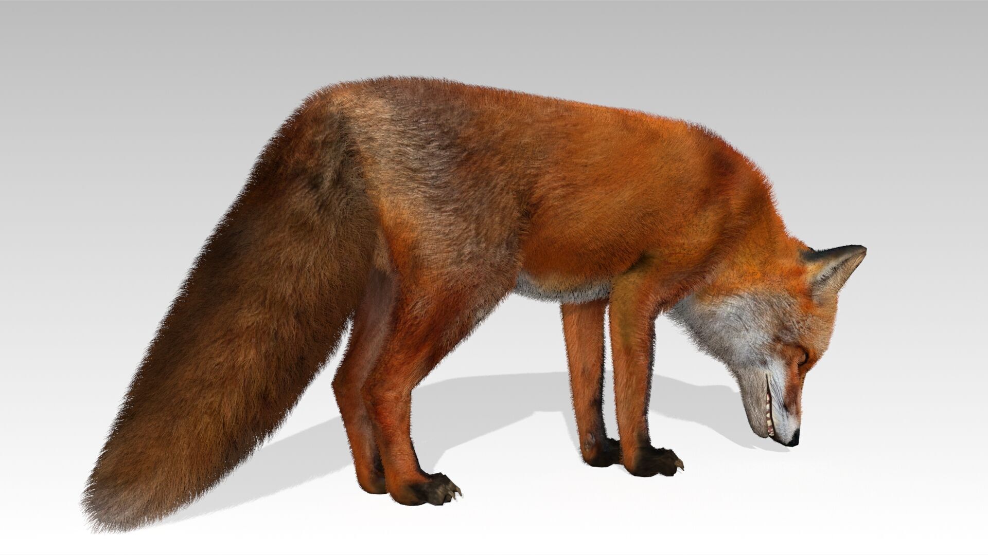 Red Fox Animated Low-poly 3D model_12