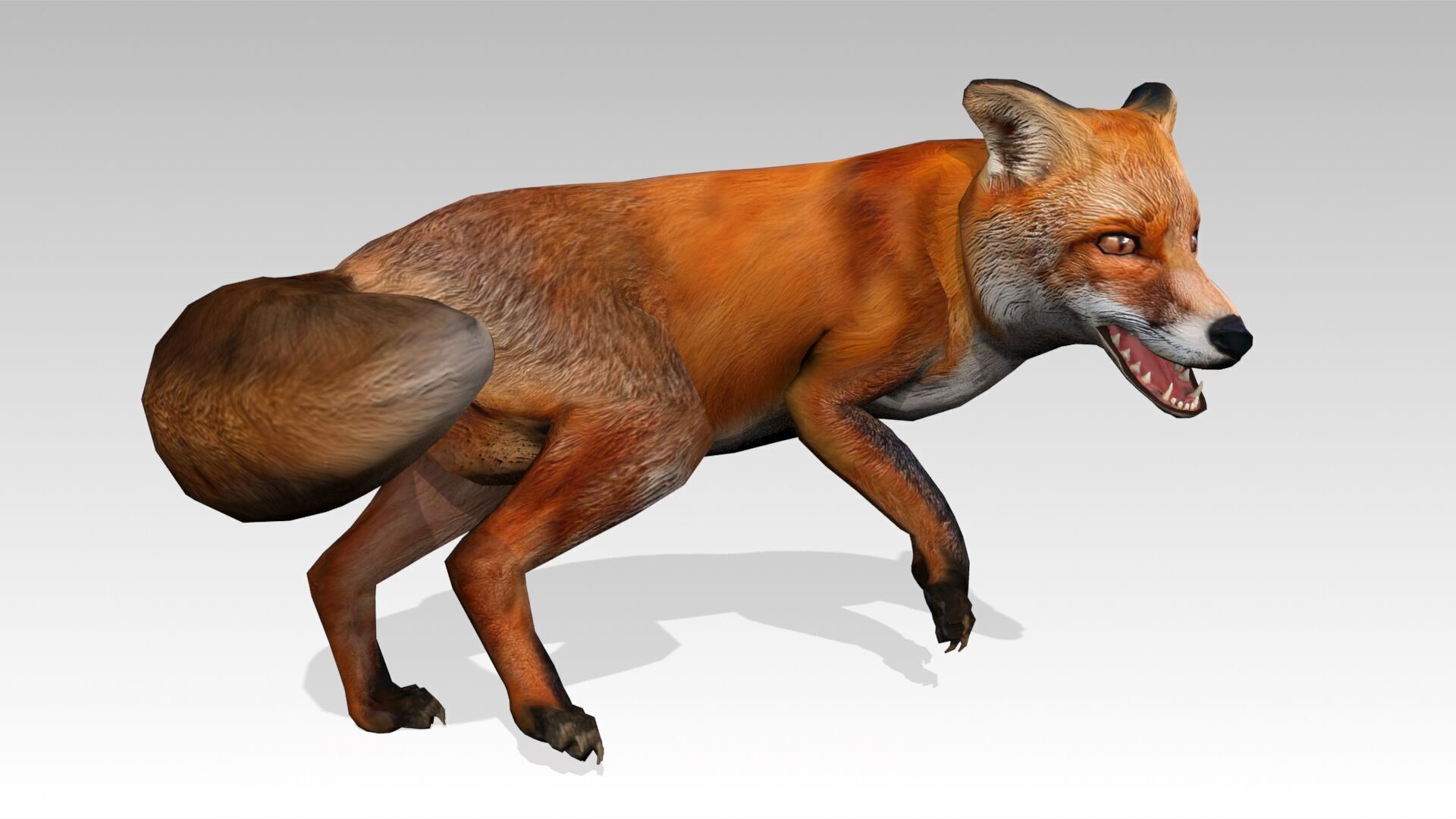 Red Fox Animated Low-poly 3D model_24