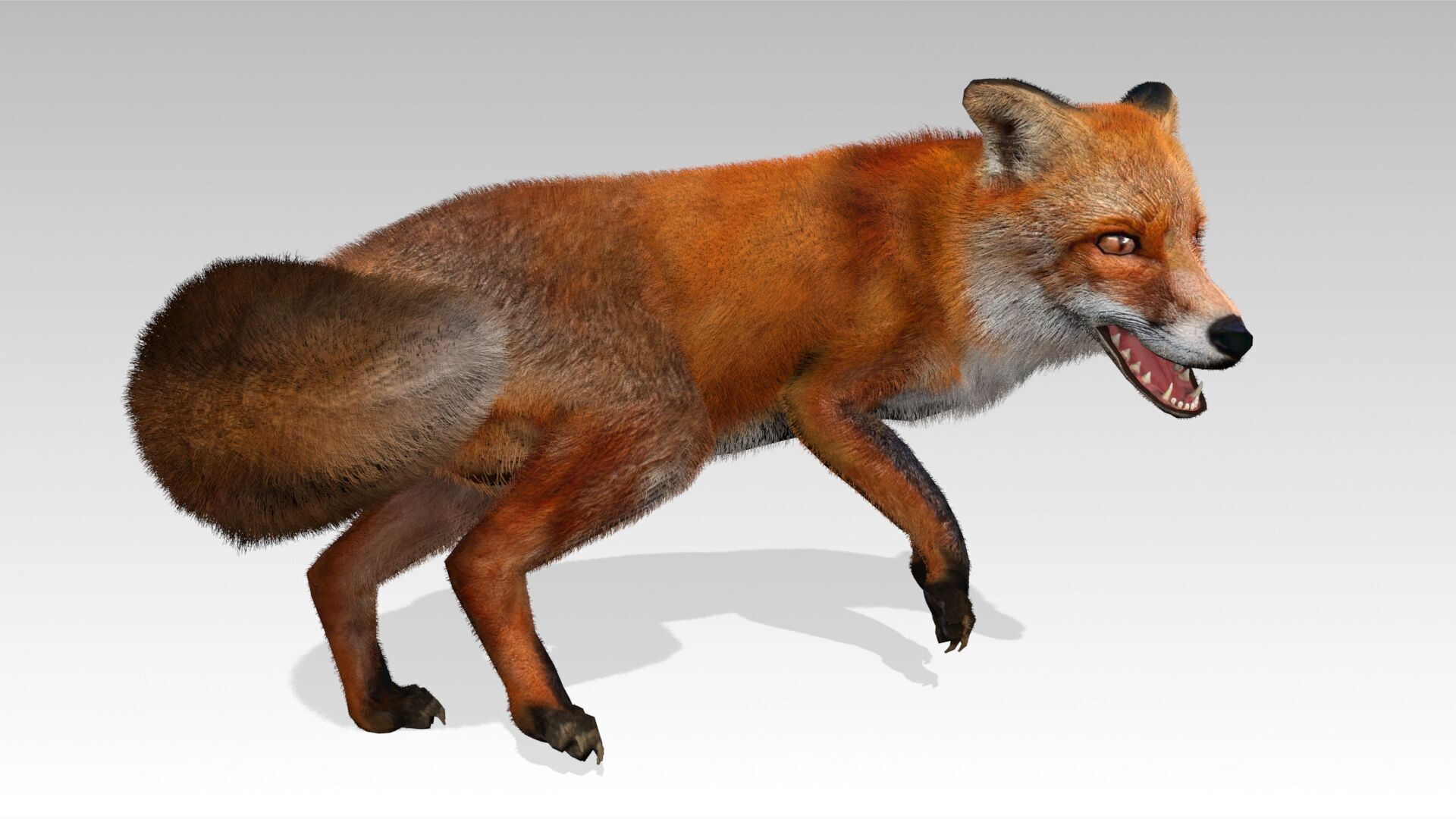 Red Fox Animated Low-poly 3D model_10