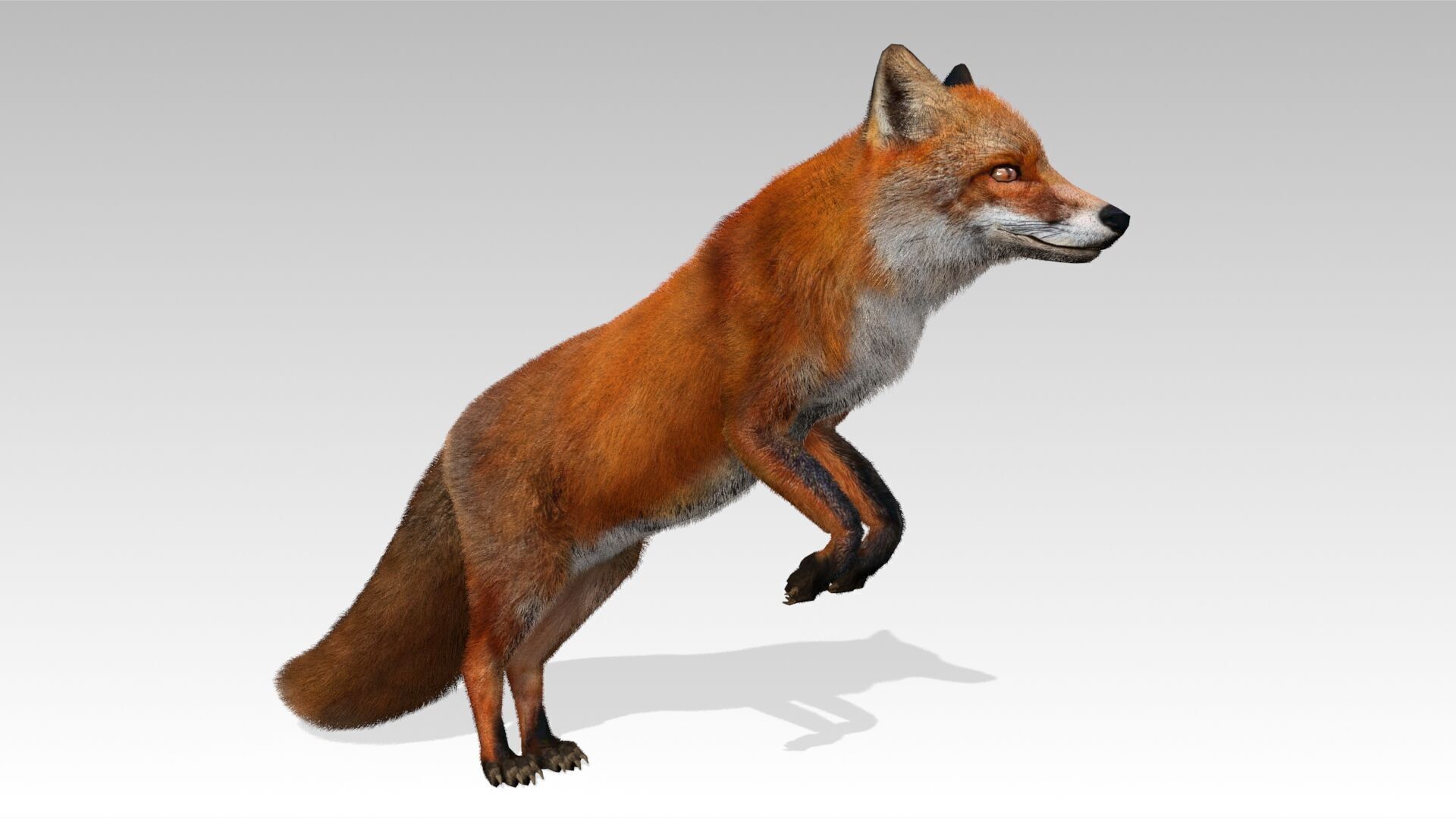 Red Fox Animated Low-poly 3D model_11