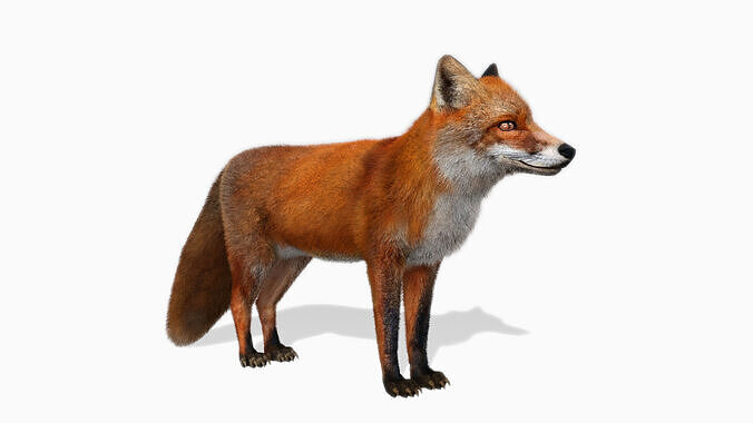 Red Fox Animated Low-poly 3D model