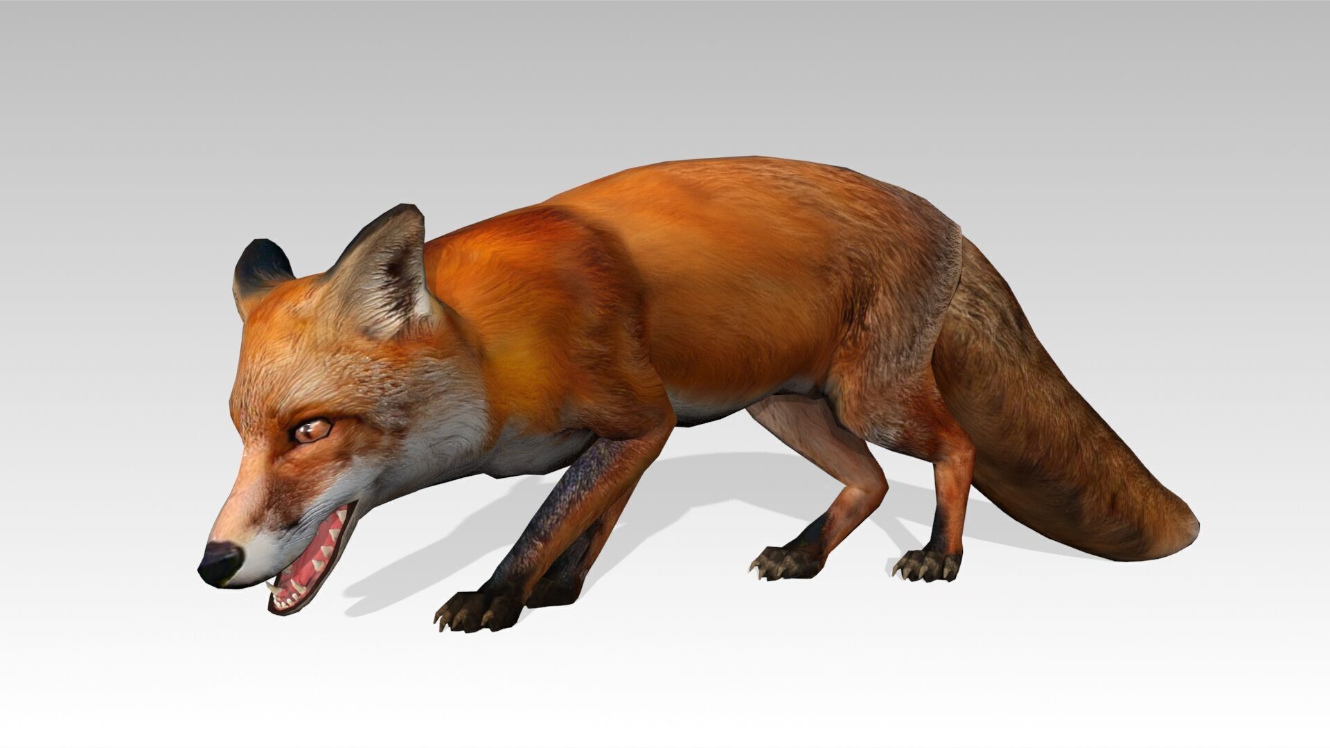 Red Fox Animated Low-poly 3D model_21