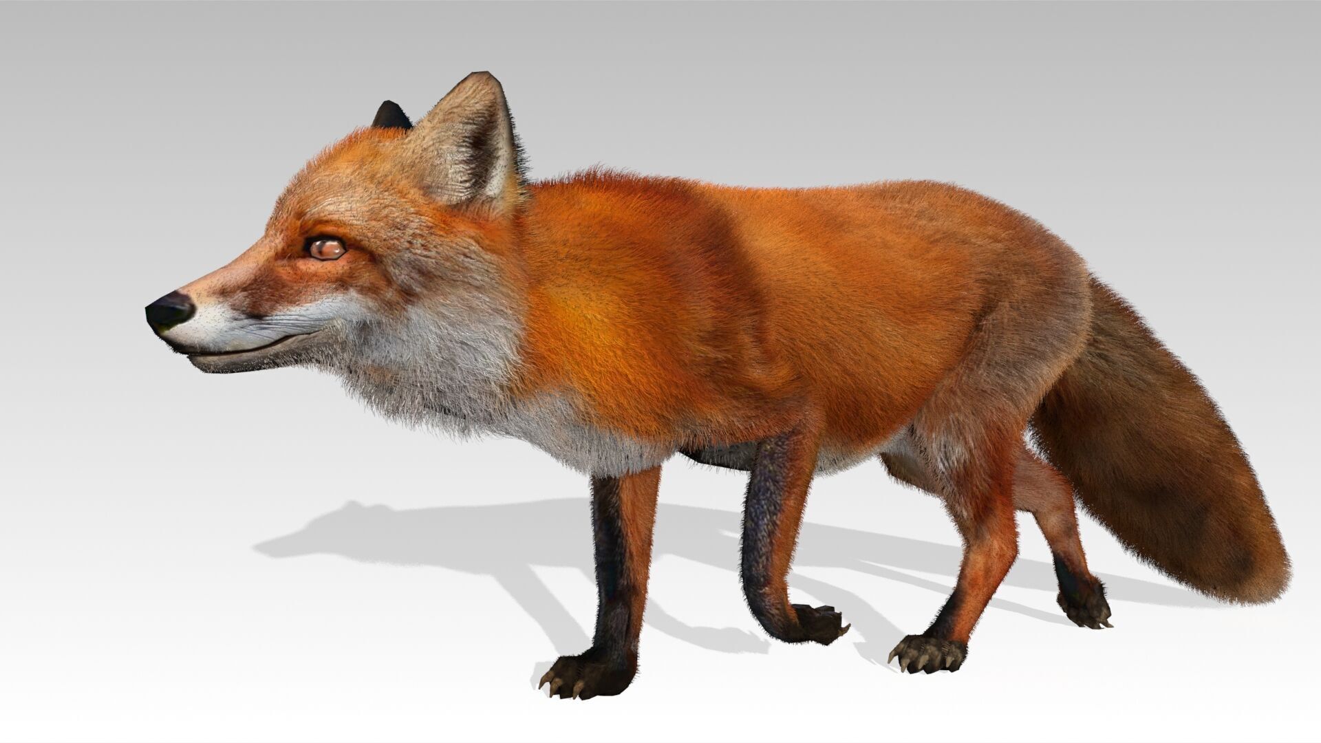 Red Fox Animated Low-poly 3D model_5