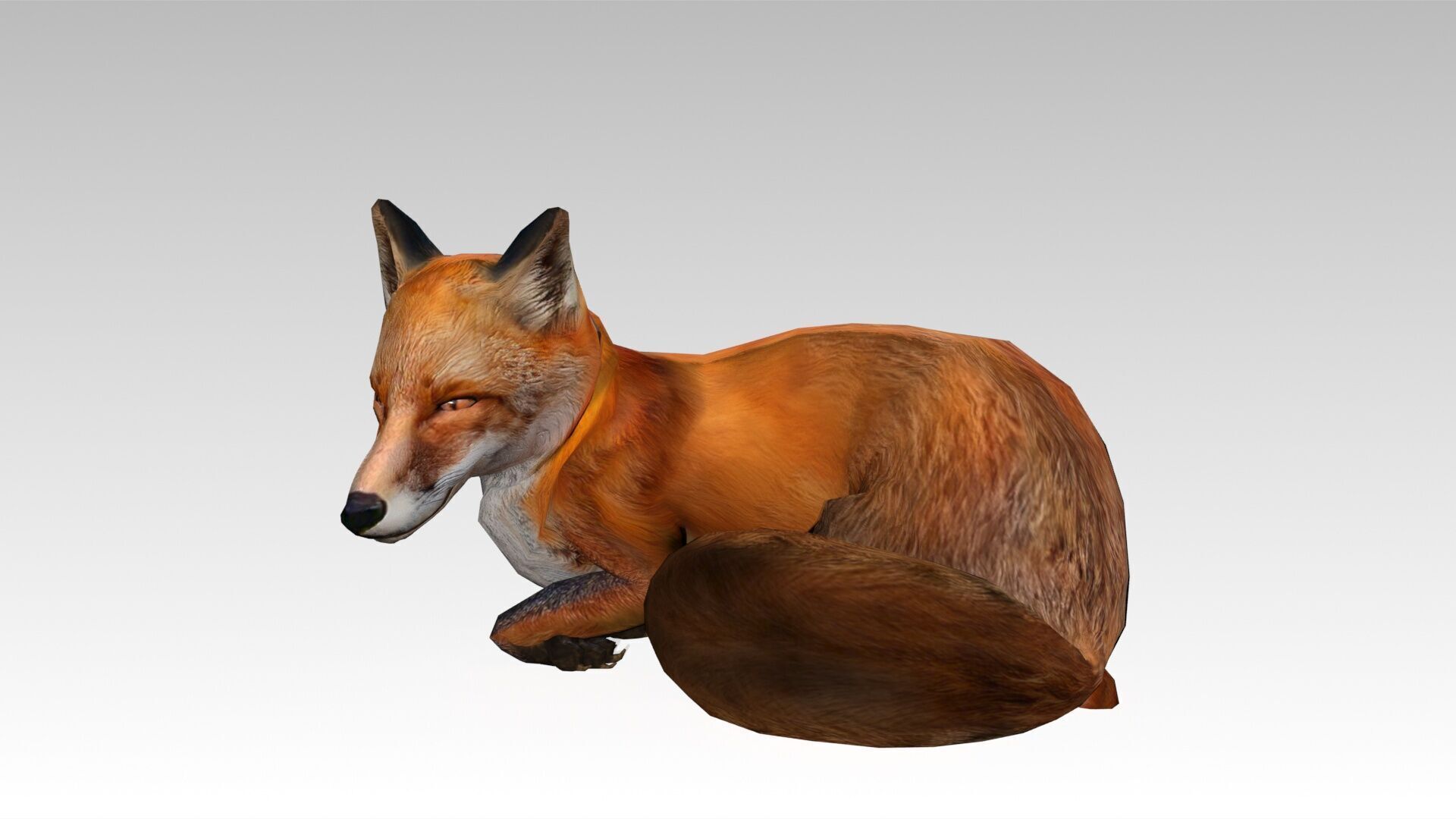 Red Fox Animated Low-poly 3D model_14