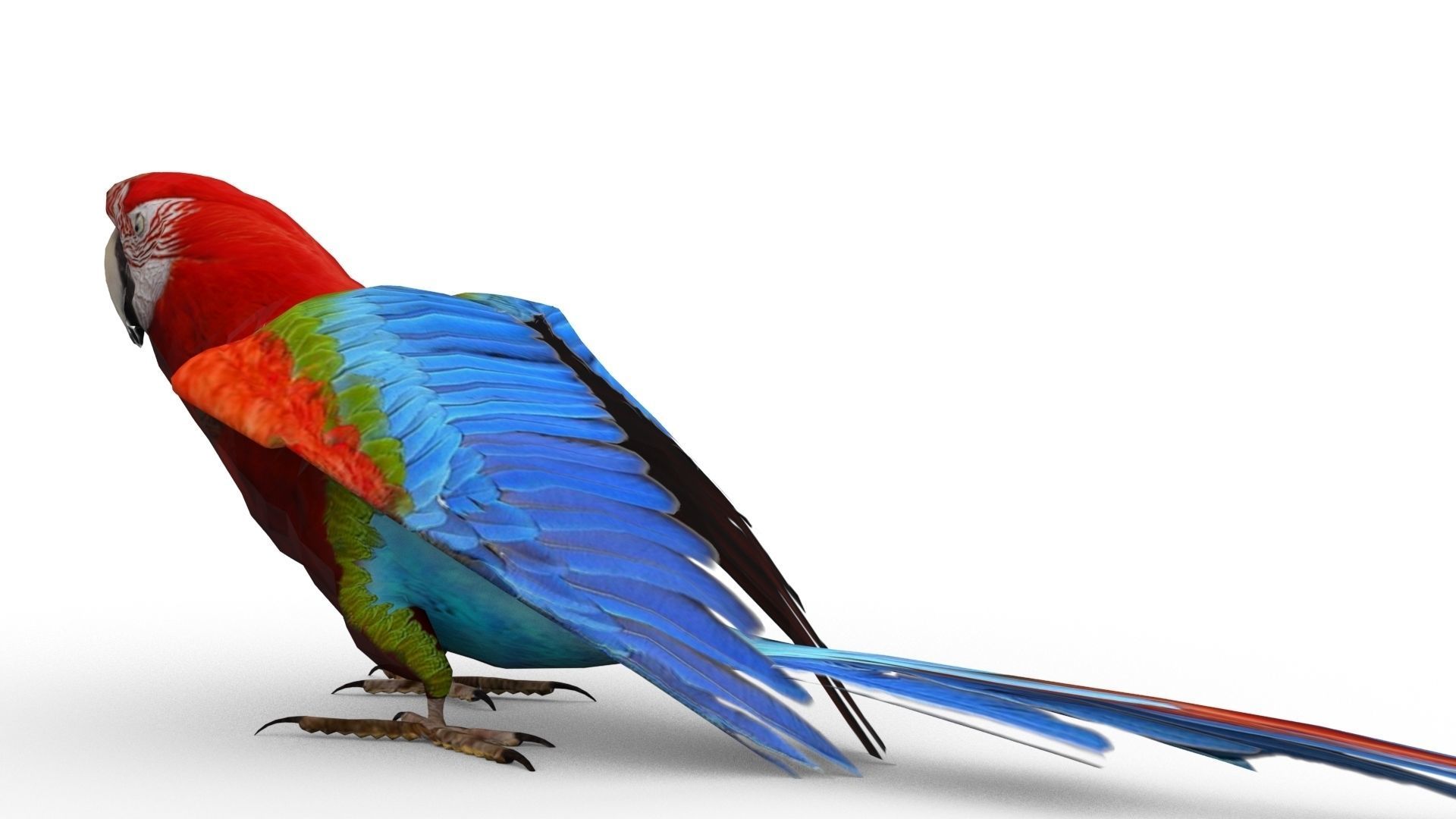 Parrot Animated Low-poly 3D model_5