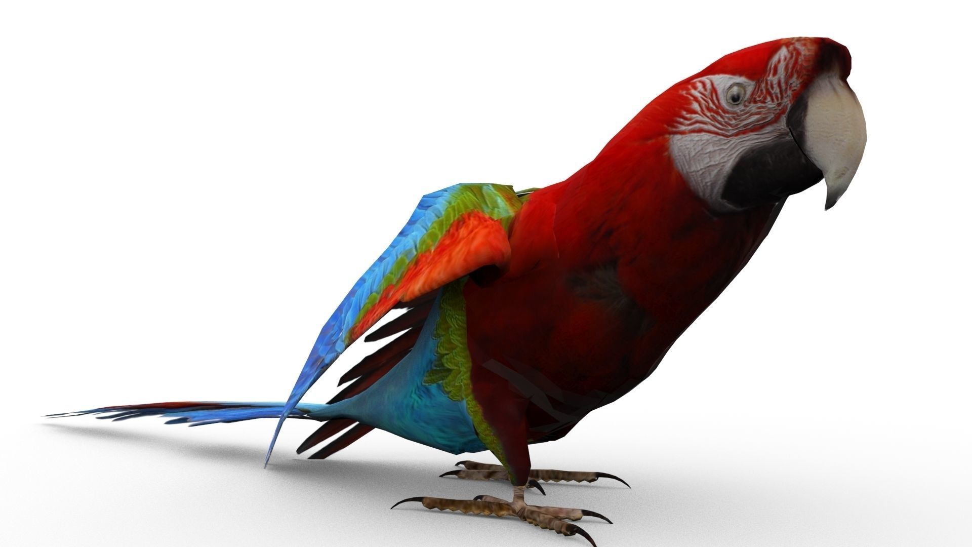 Parrot Animated Low-poly 3D model_4