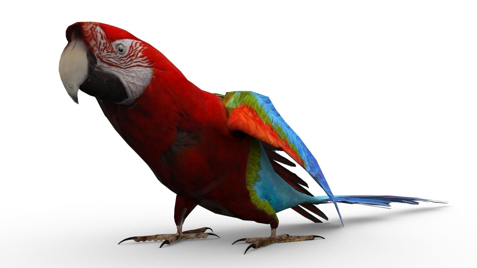 Parrot Animated Low-poly 3D model_3