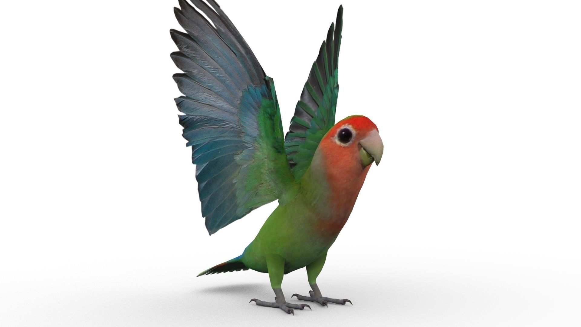 Lovebird Animated Low-poly 3D model_2