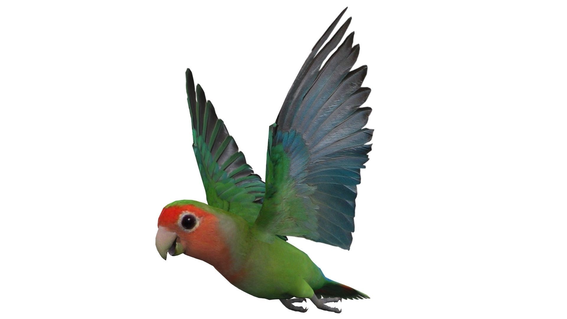 Lovebird Animated Low-poly 3D model_3