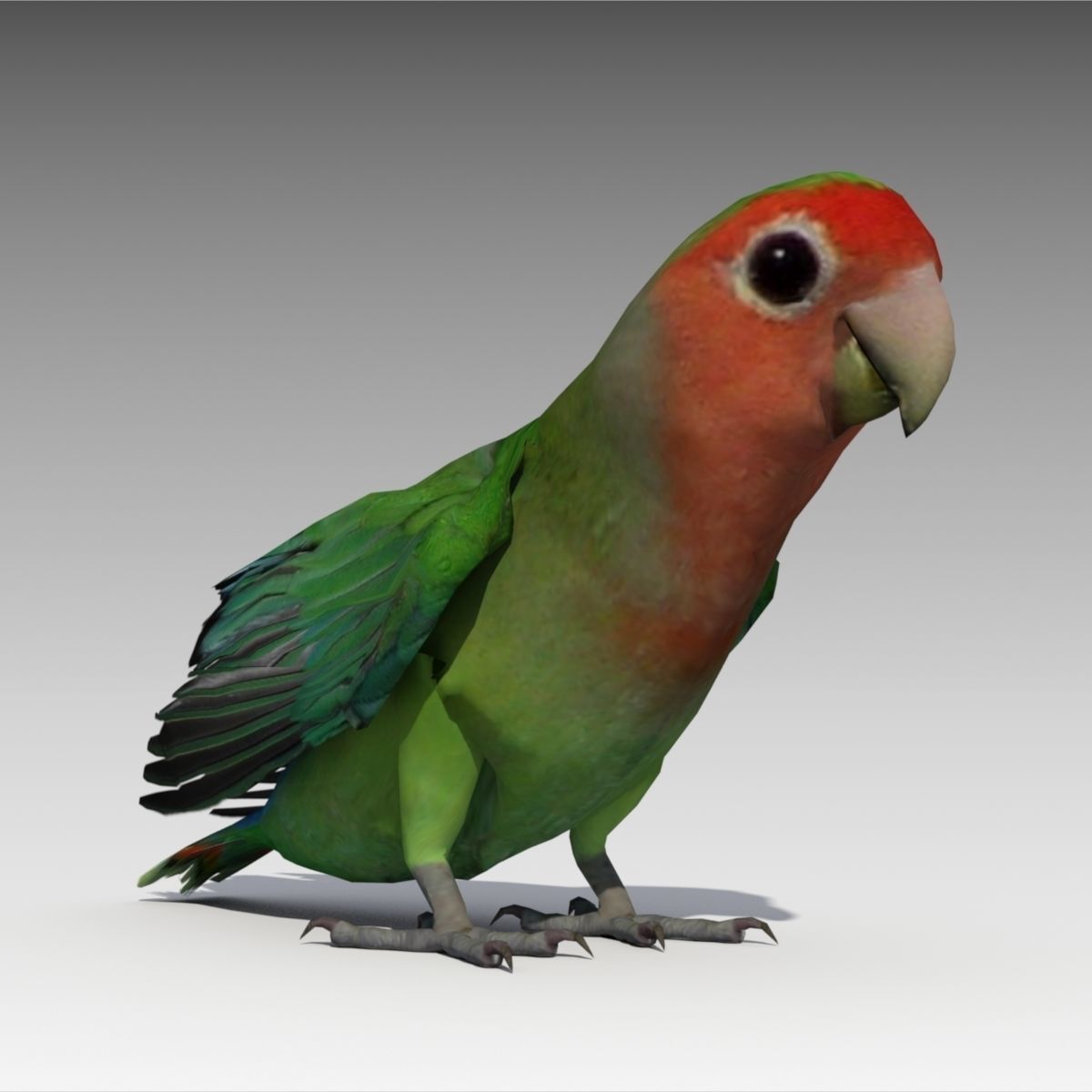 Lovebird Animated Low-poly 3D model_8