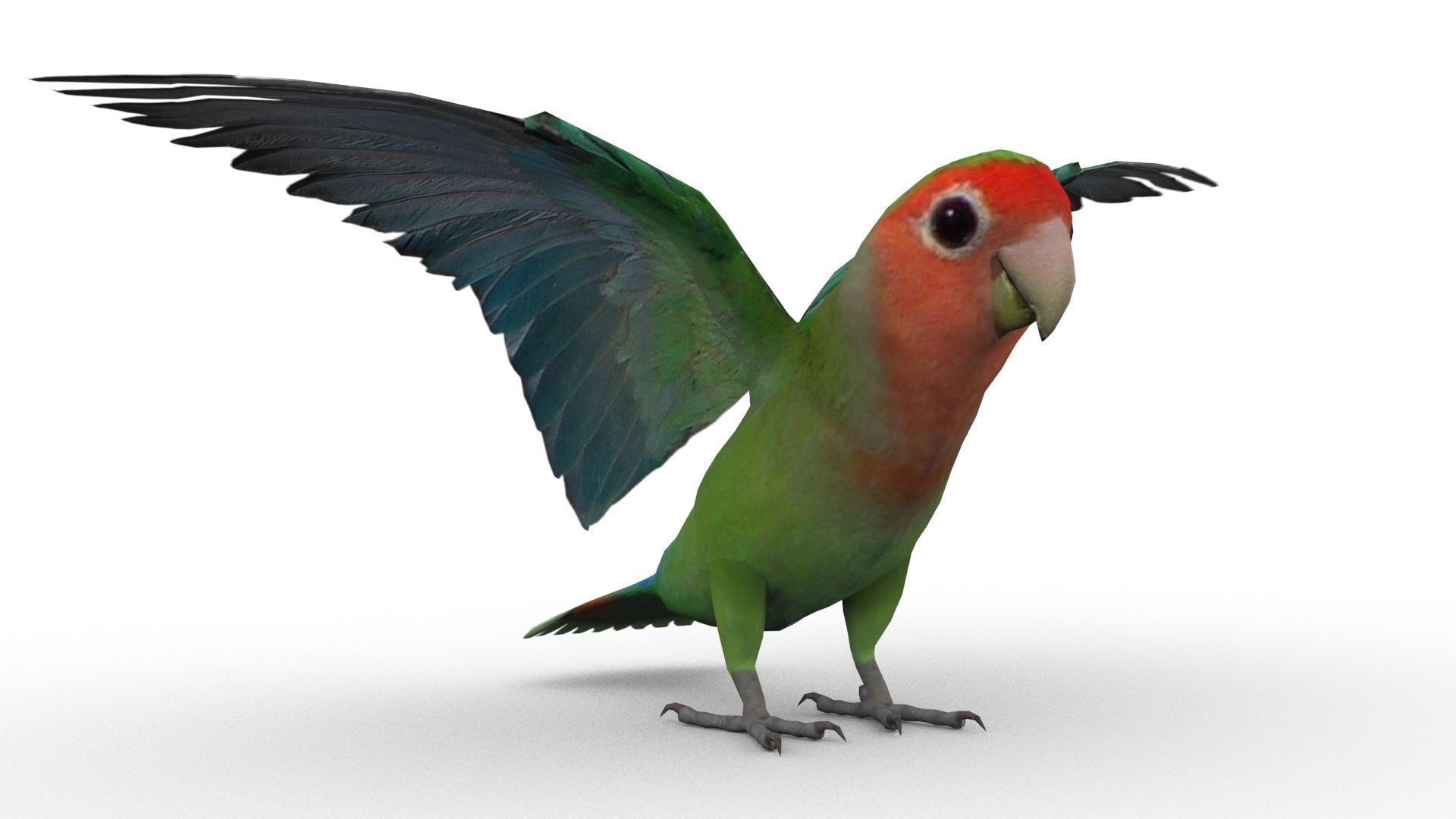 Lovebird Animated Low-poly 3D model_5
