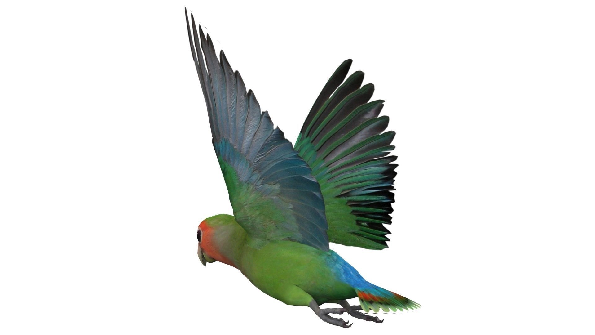 Lovebird Animated Low-poly 3D model_4
