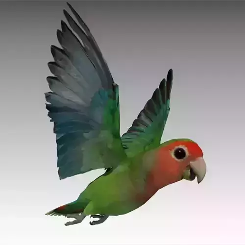 Lovebird Animated Low-poly 3D model