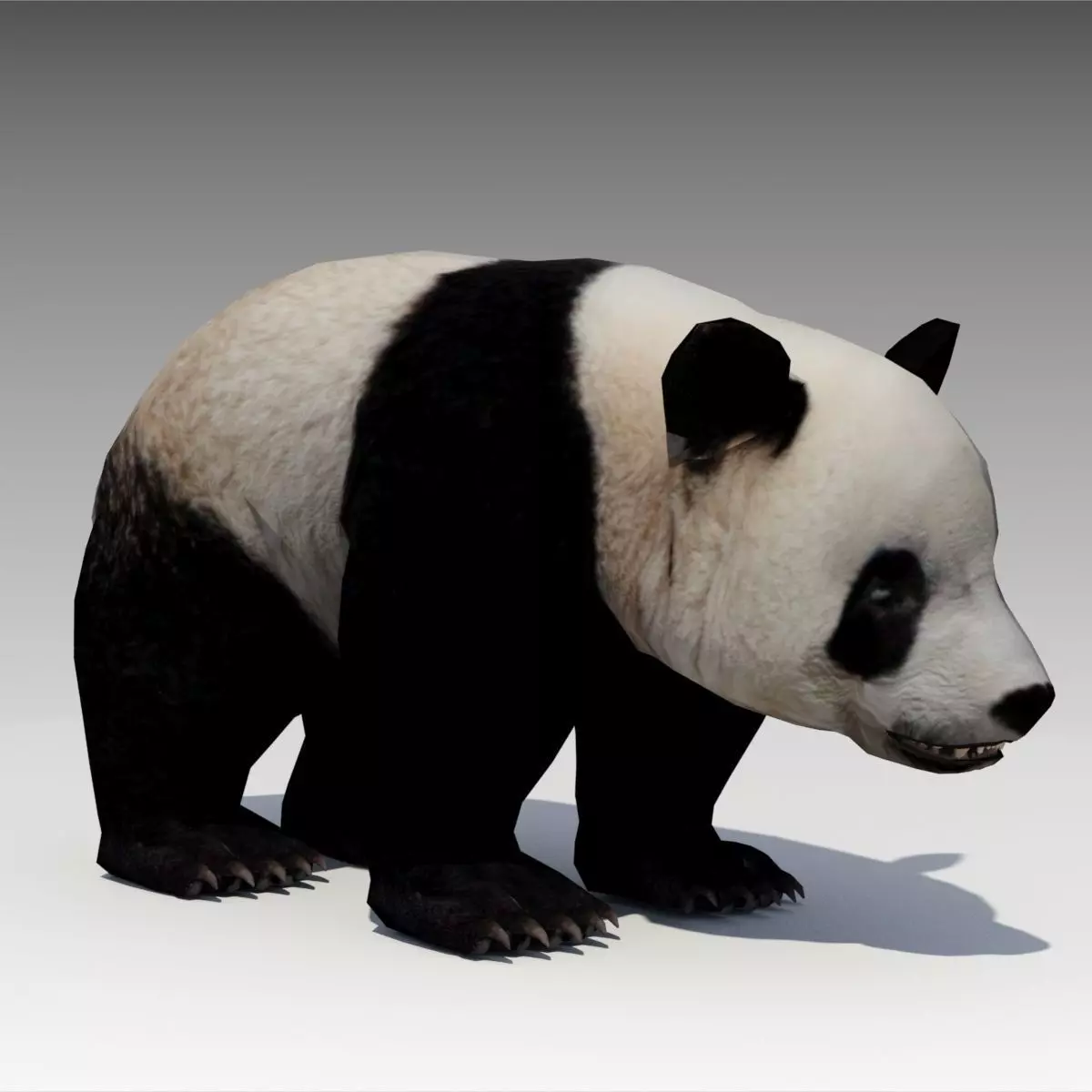 Giant Panda Animated Low-poly 3D model_0