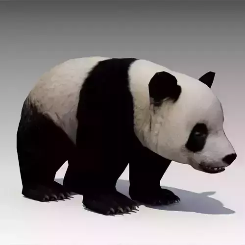 Giant Panda Animated Low-poly 3D model