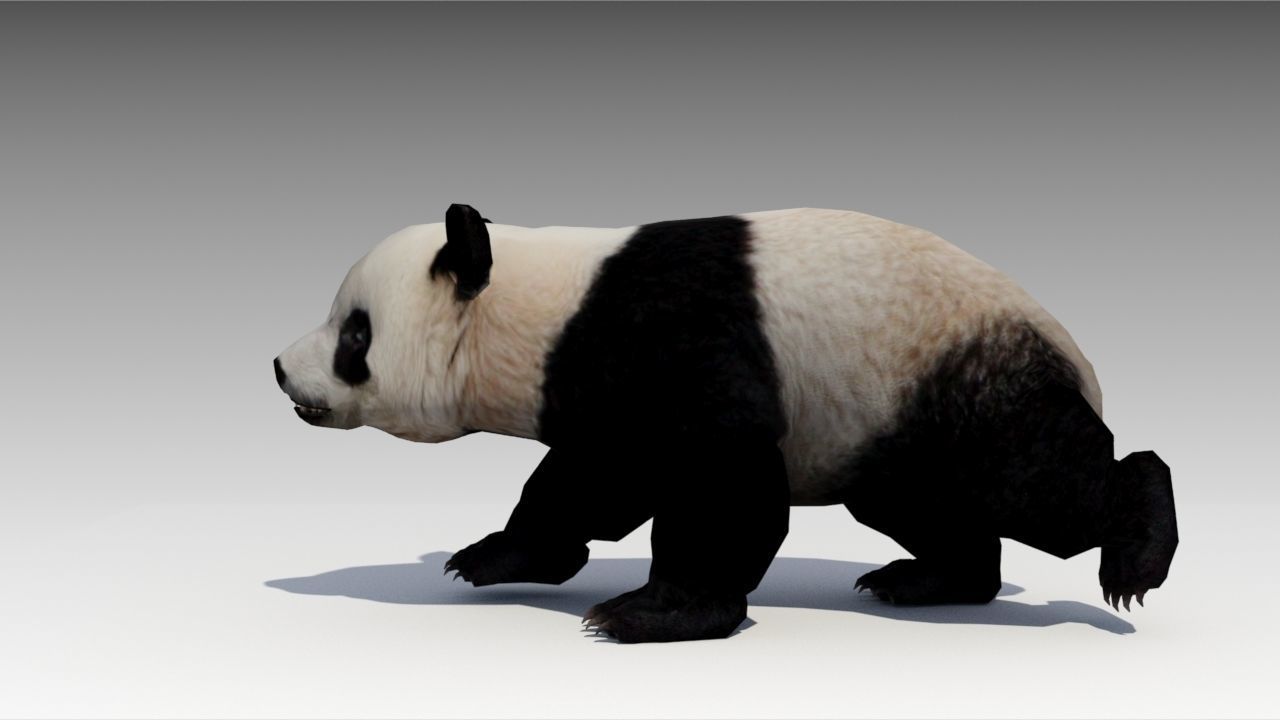 Giant Panda Animated Low-poly 3D model_4