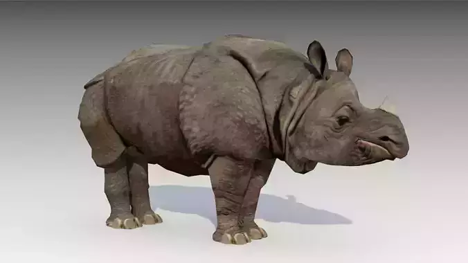 Asian Rhinoceros Animated Low-poly 3D model