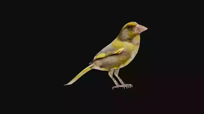 greenfinch 3d models Low-poly 3D model