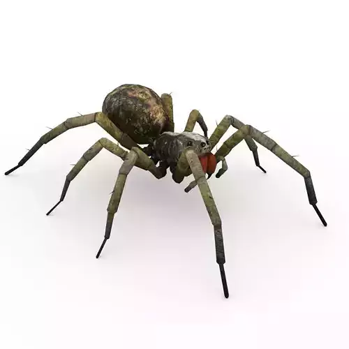 Wolf Spider Animated Low-poly 3D model