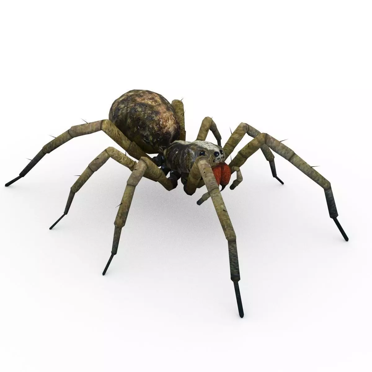 Wolf Spider Animated Low-poly 3D model_0