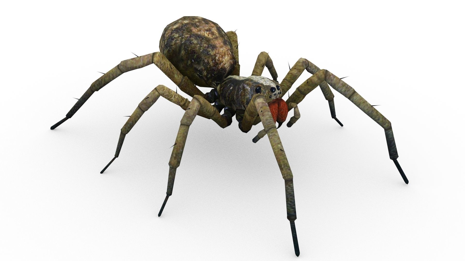 Wolf Spider Animated Low-poly 3D model_5