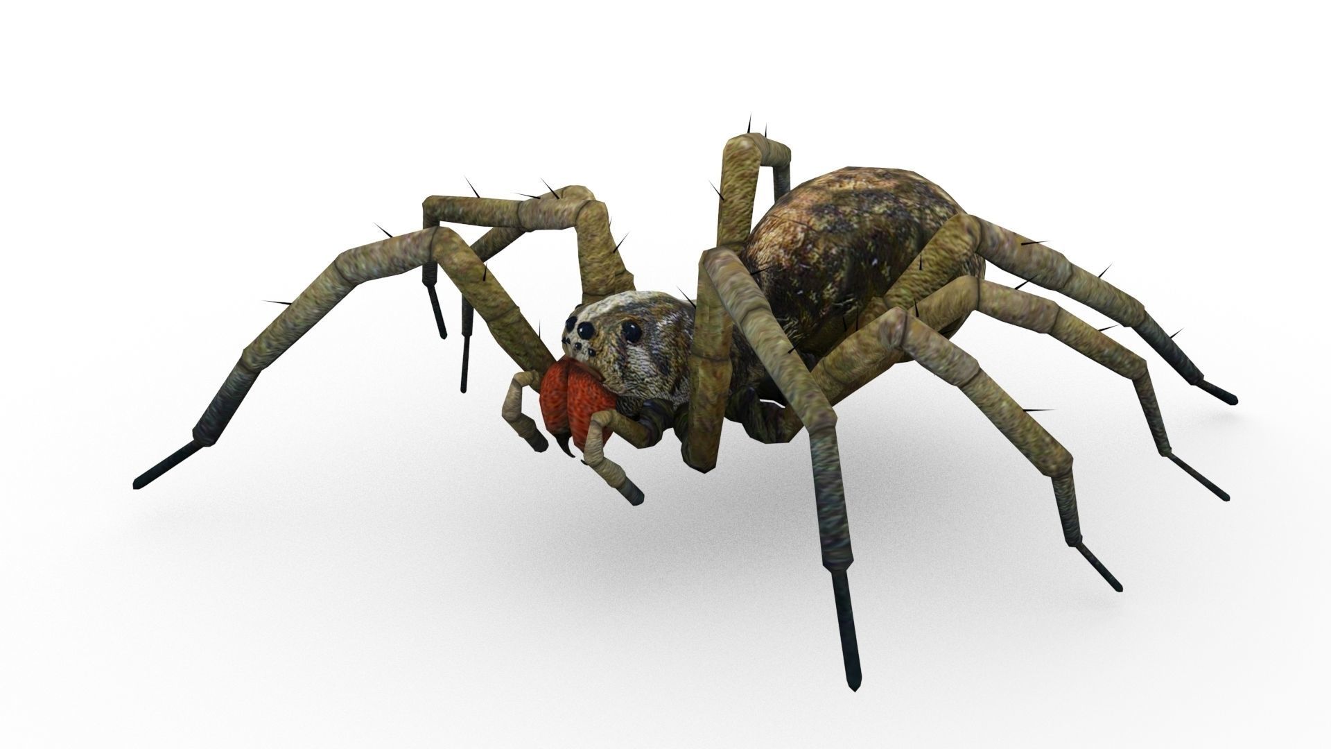 Wolf Spider Animated Low-poly 3D model_2