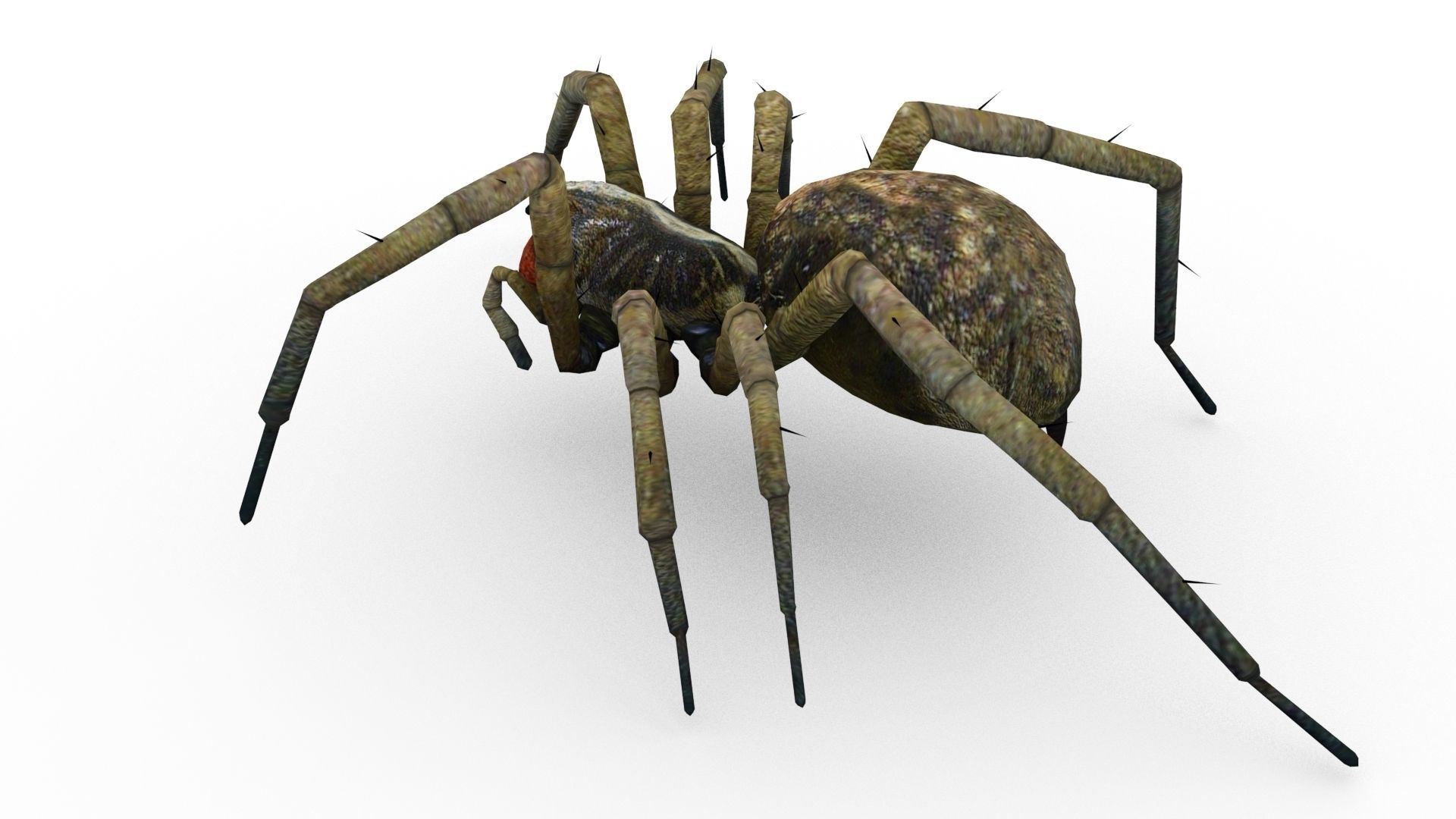 Wolf Spider Animated Low-poly 3D model_3