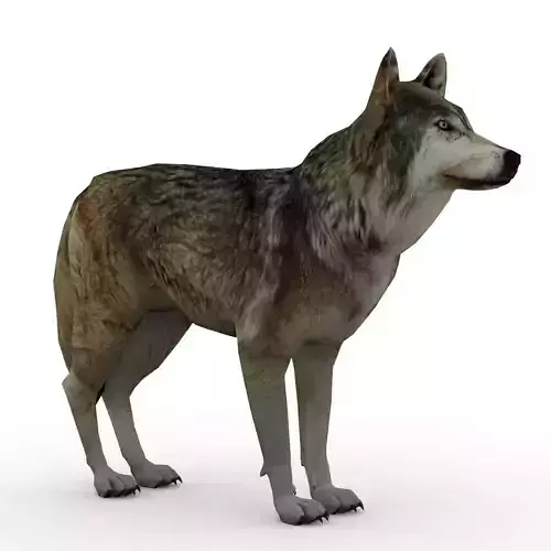 Timber Wolf Animated Low-poly 3D model