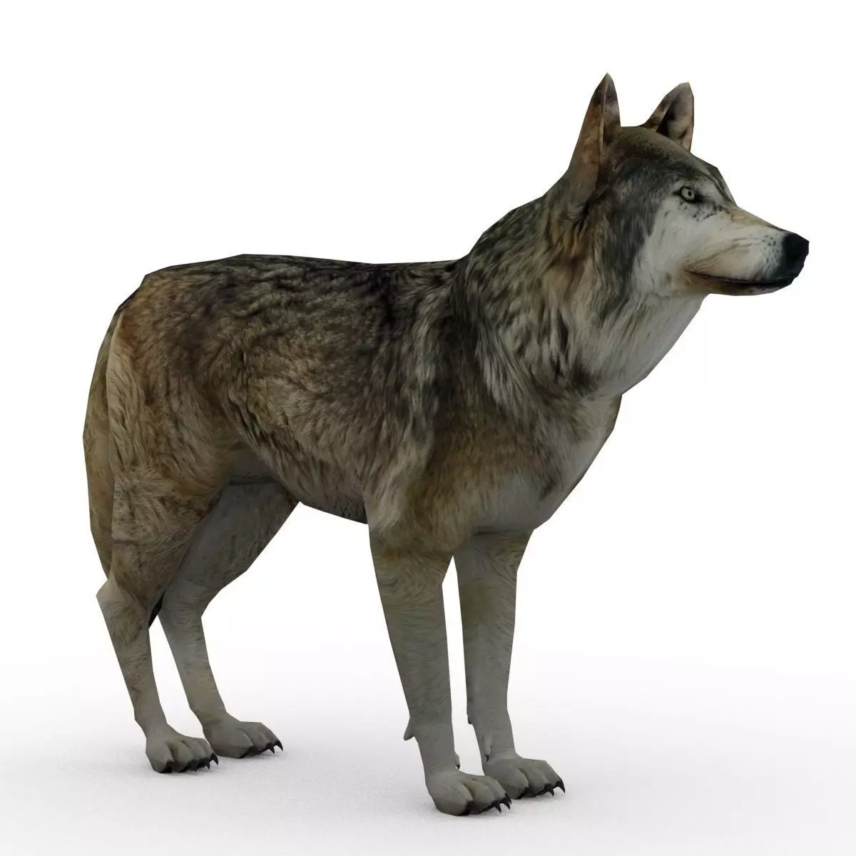 Timber Wolf Animated Low-poly 3D model_0