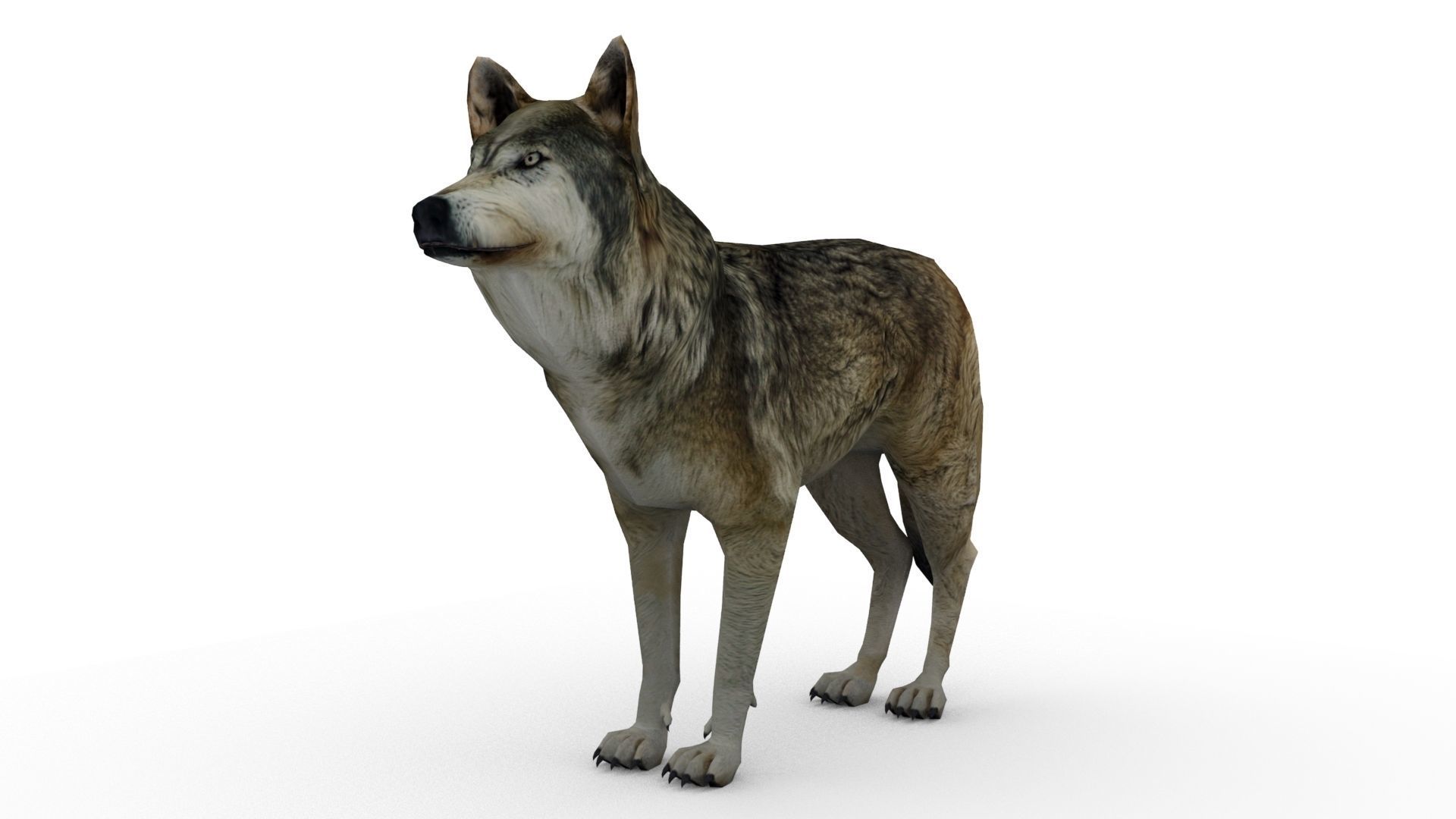 Timber Wolf Animated Low-poly 3D model_4