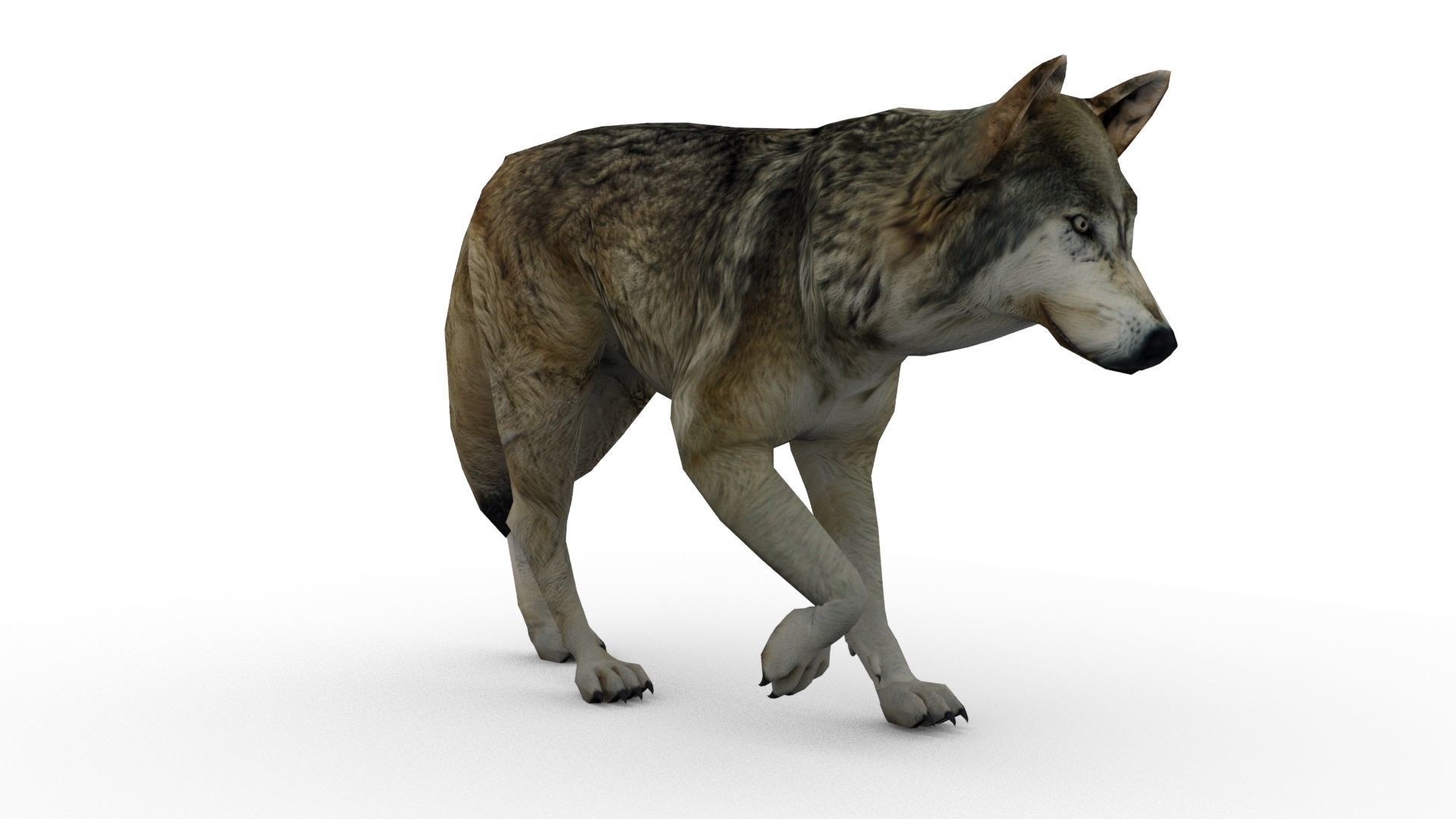 Timber Wolf Animated Low-poly 3D model_2