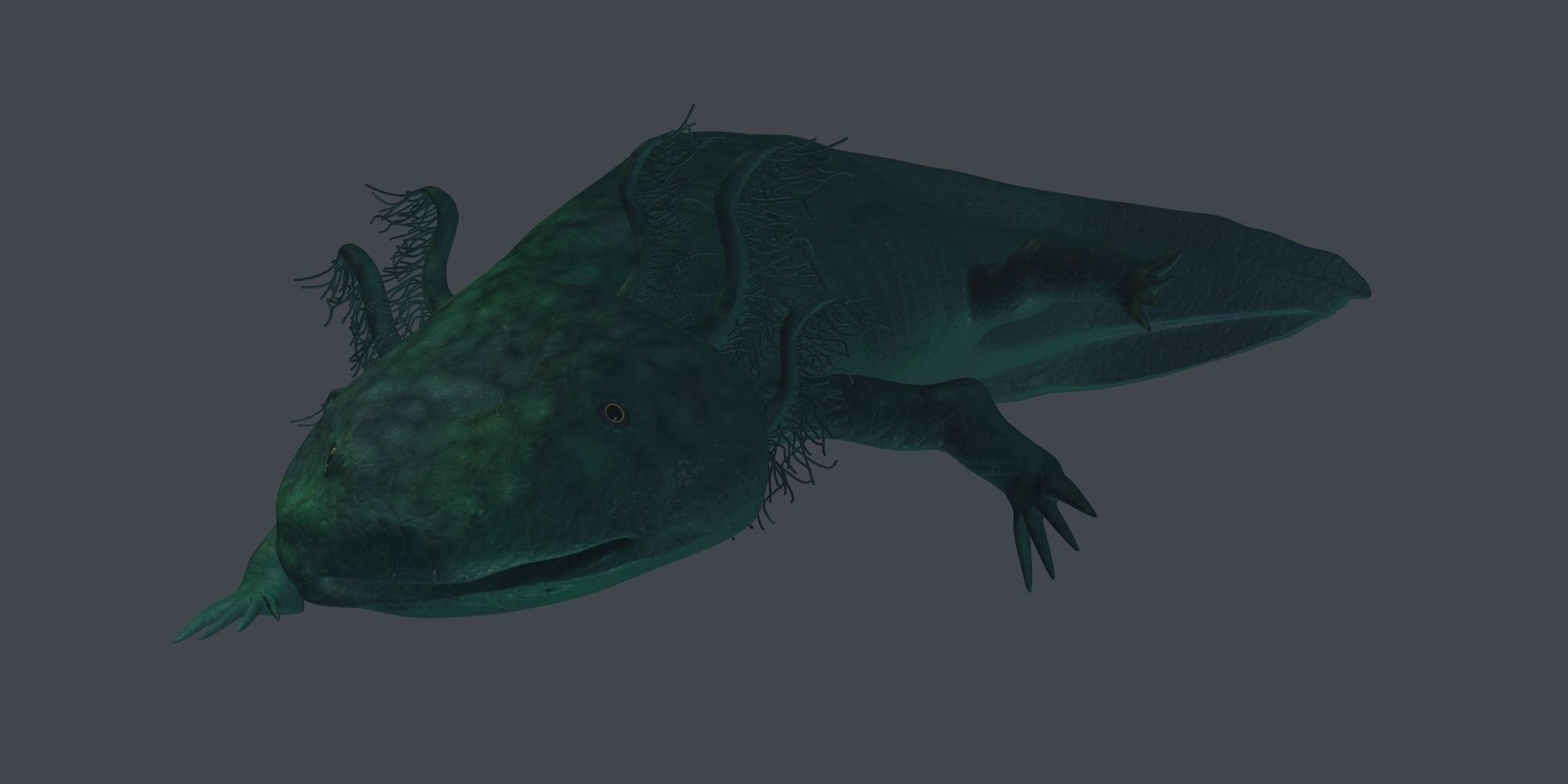 Axolotl 3D model fish Low-poly 3D model_2