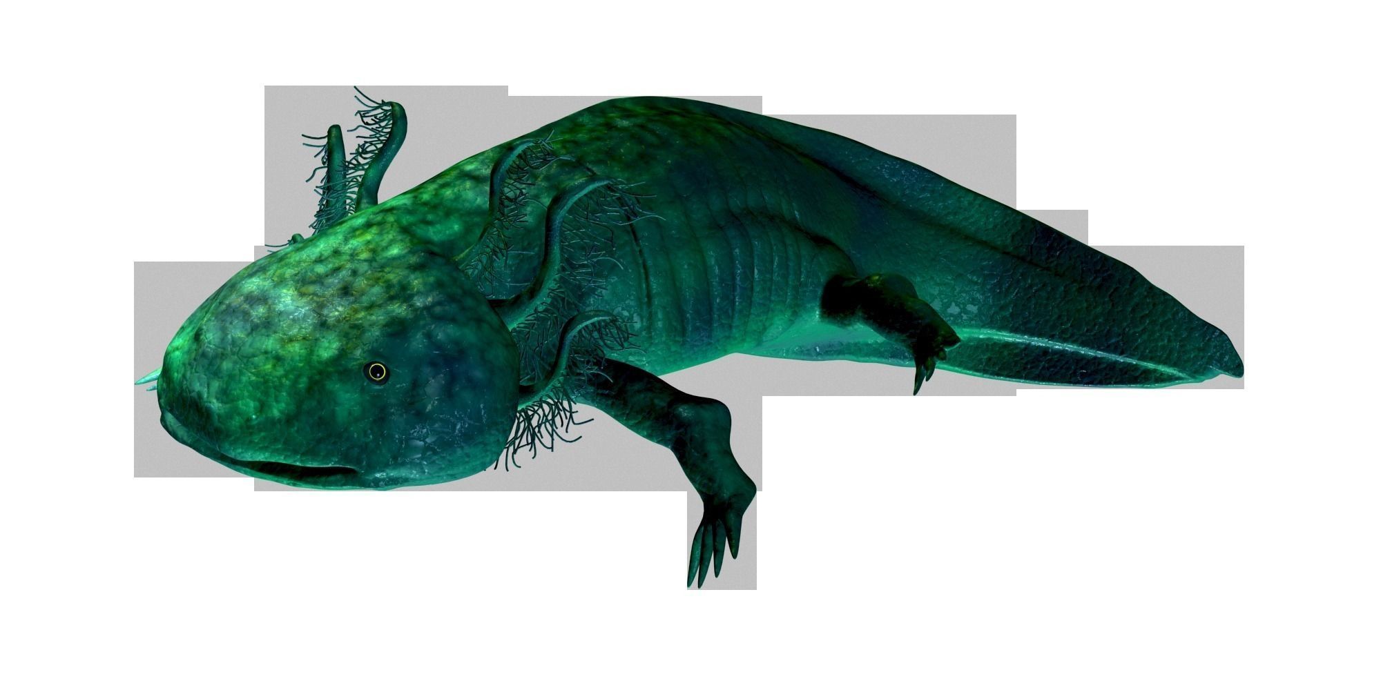 Axolotl 3D model fish Low-poly 3D model_9