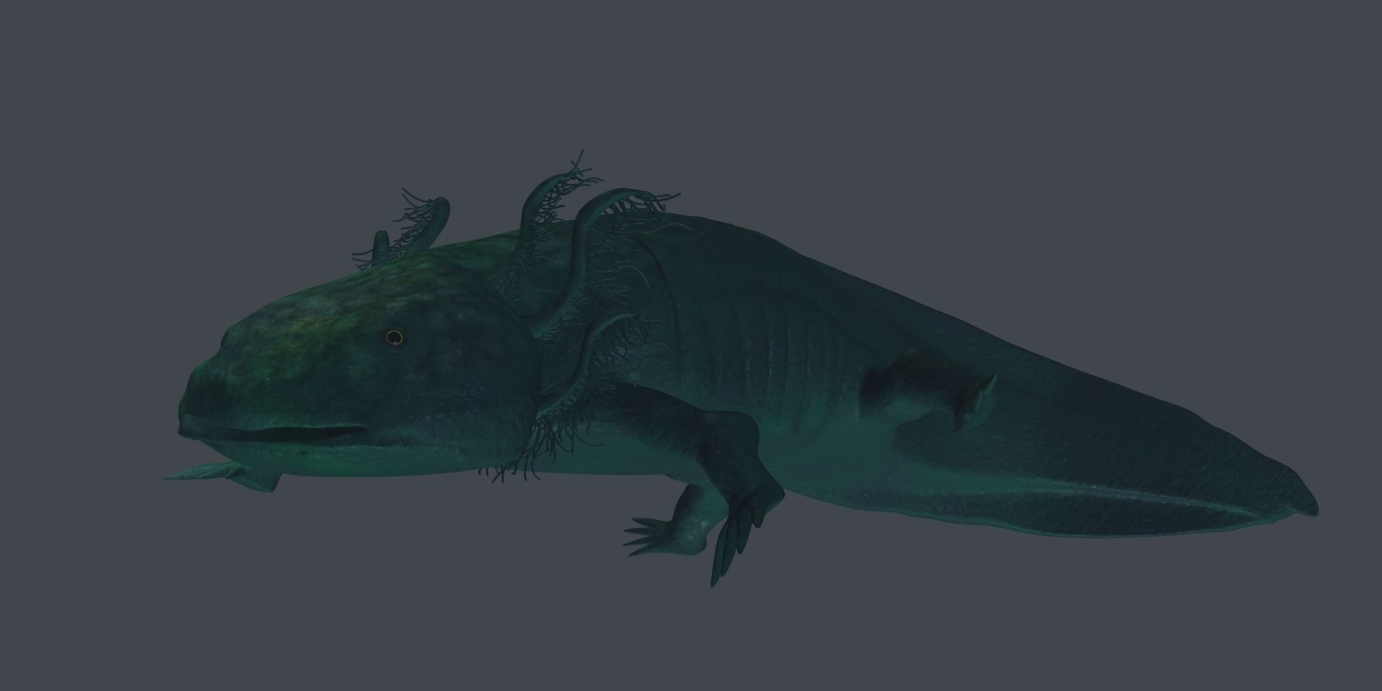 Axolotl 3D model fish Low-poly 3D model_8