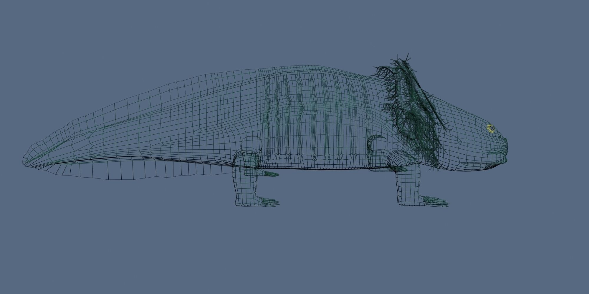 Axolotl 3D model fish Low-poly 3D model_4