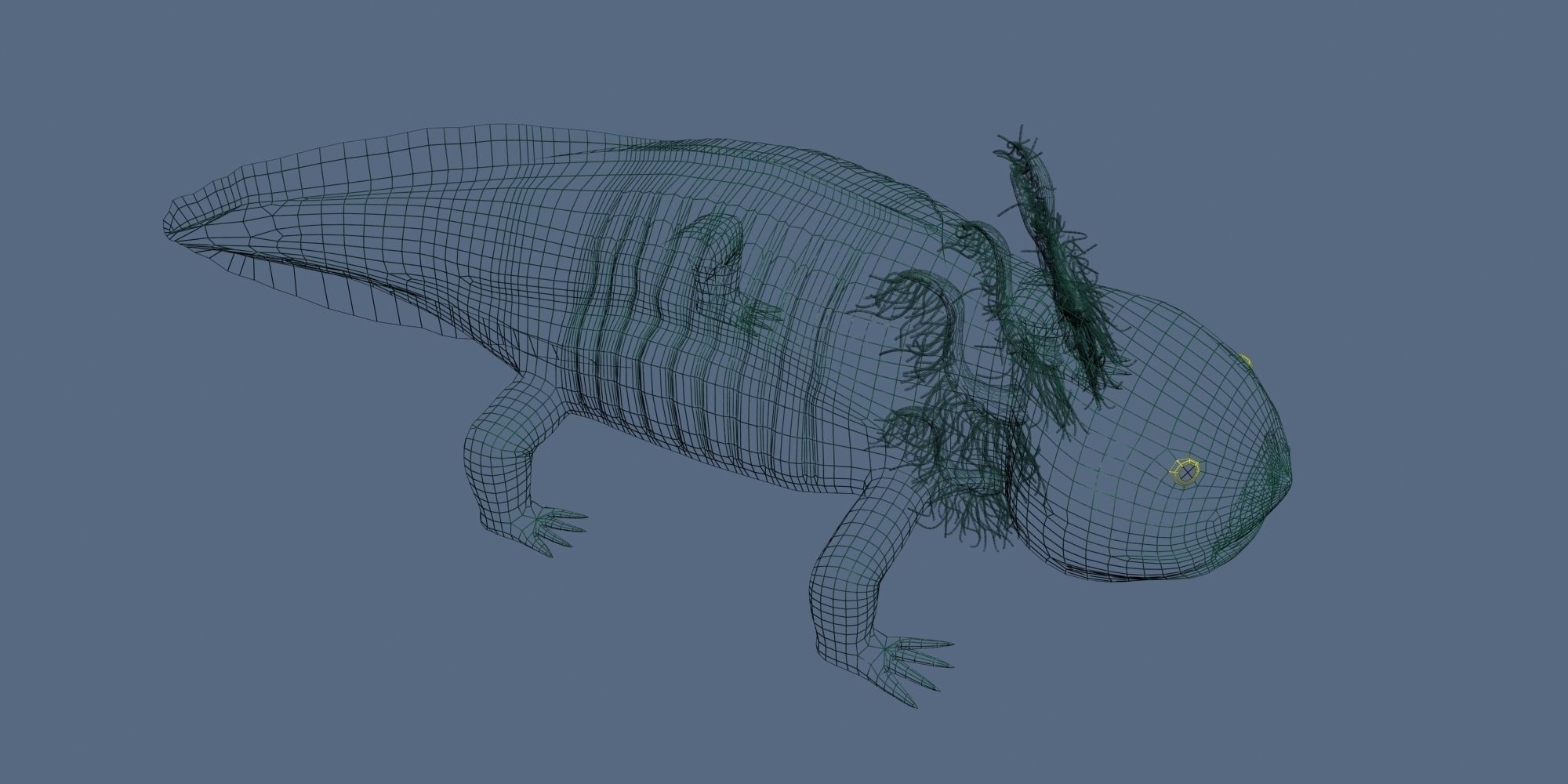 Axolotl 3D model fish Low-poly 3D model_6
