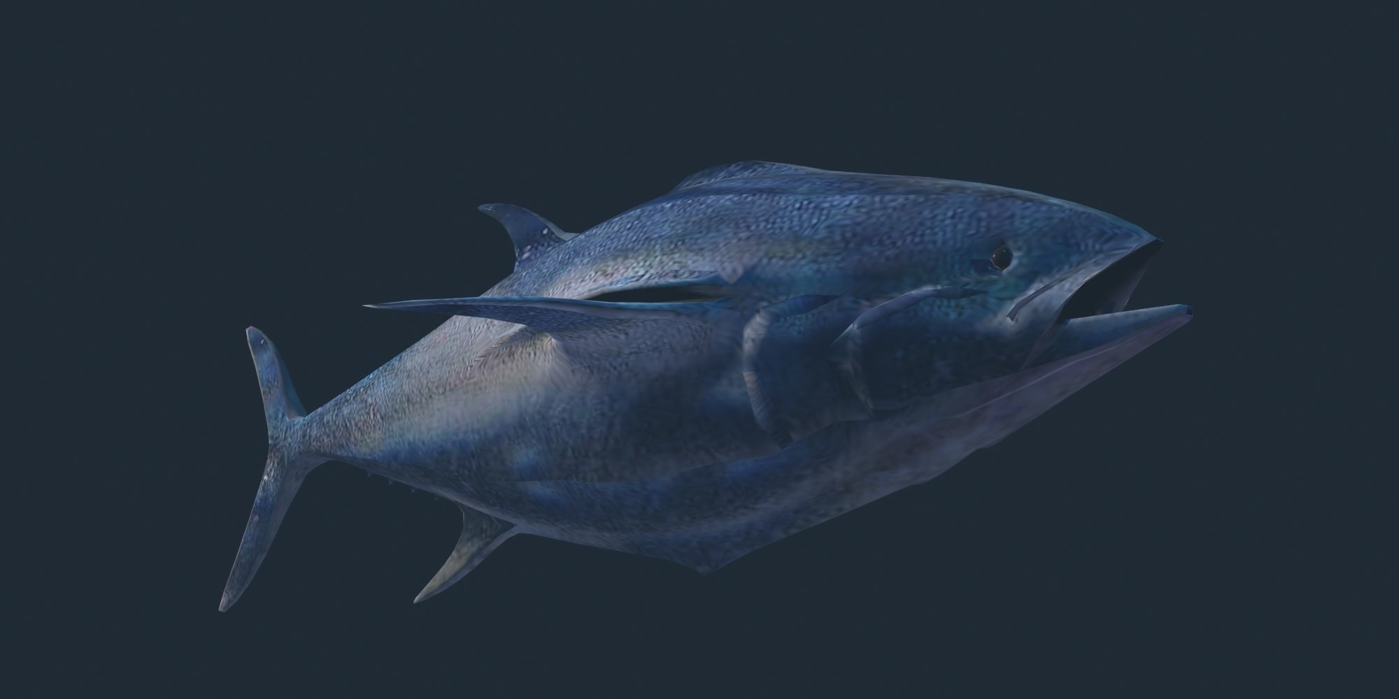 Tuna 3D model bluefin Low-poly 3D model_1