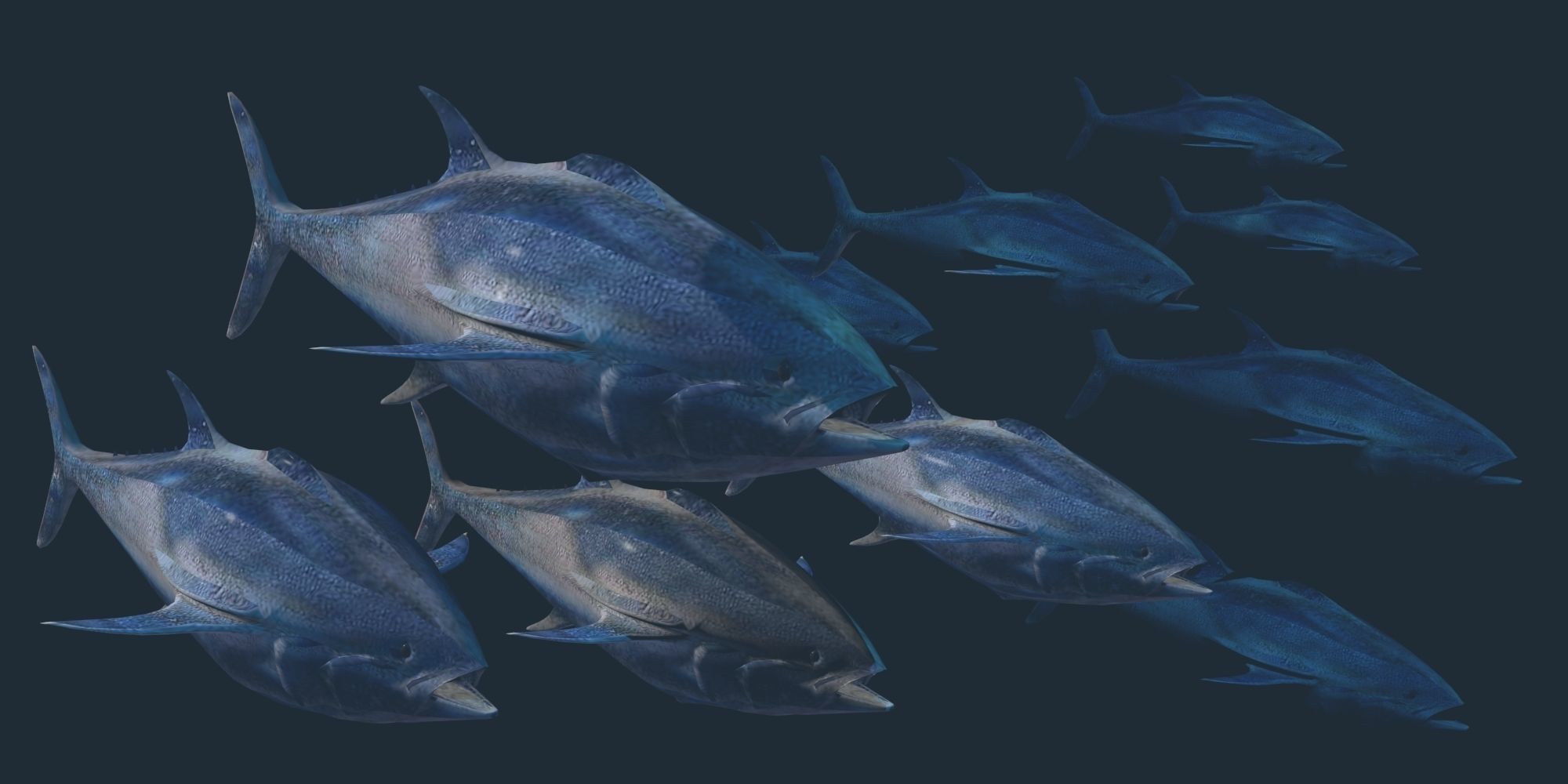 Tuna 3D model bluefin Low-poly 3D model_8