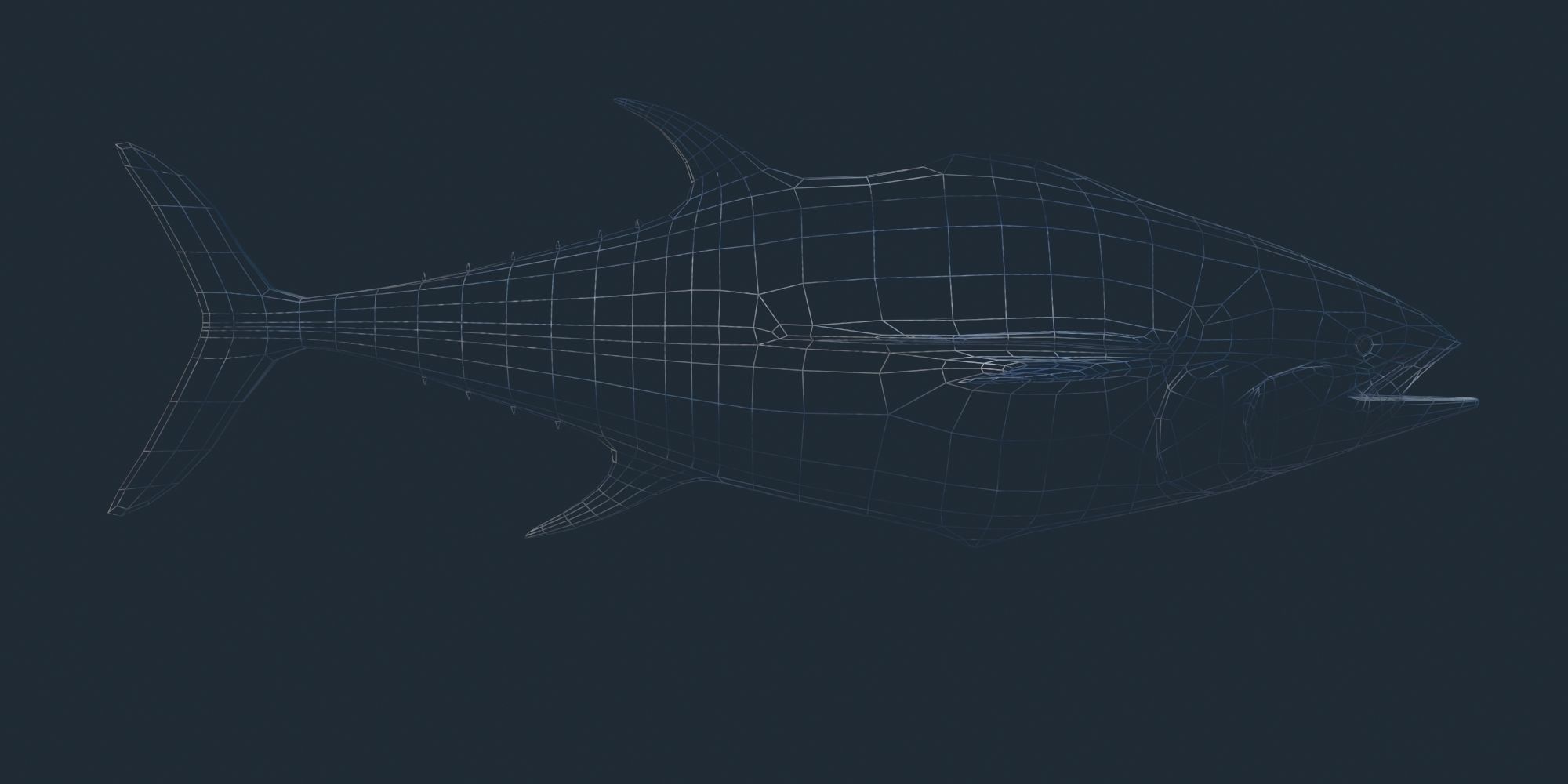 Tuna 3D model bluefin Low-poly 3D model_4
