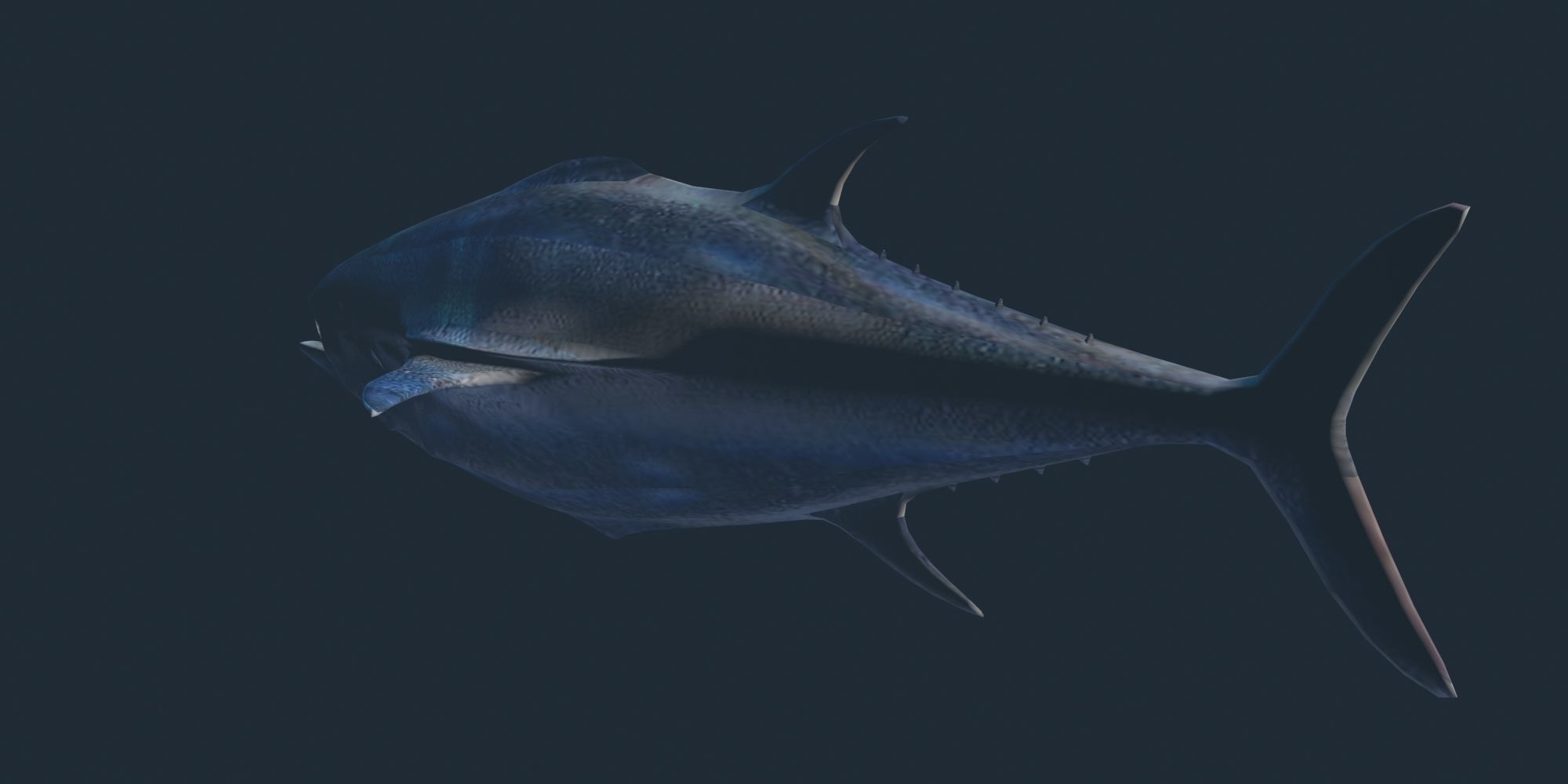 Tuna 3D model bluefin Low-poly 3D model_3
